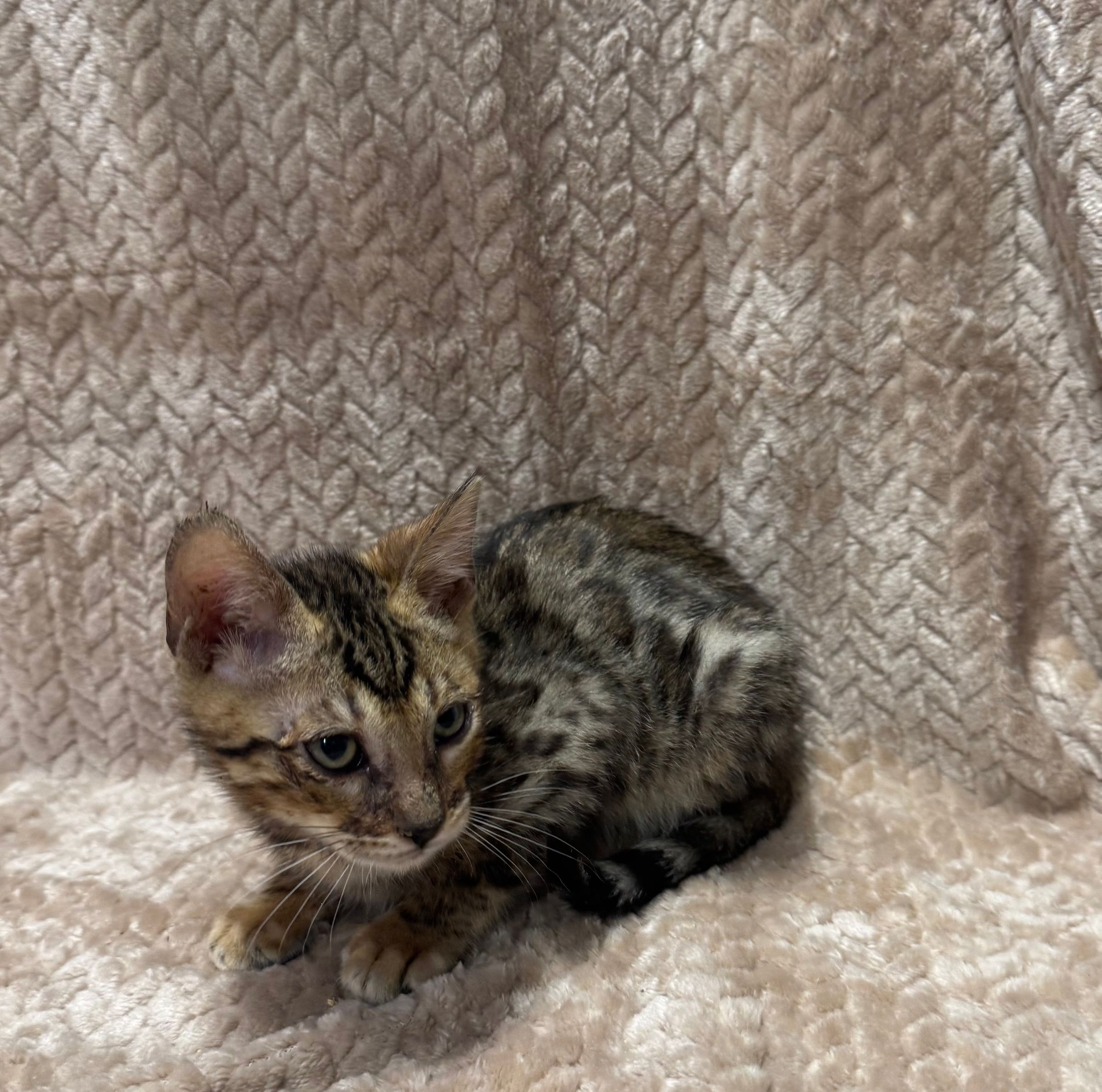 Purebred Bengal Kitten - Male - “Gene Lundy” - (Semi-hypoallergenic!) - Coming Soon!