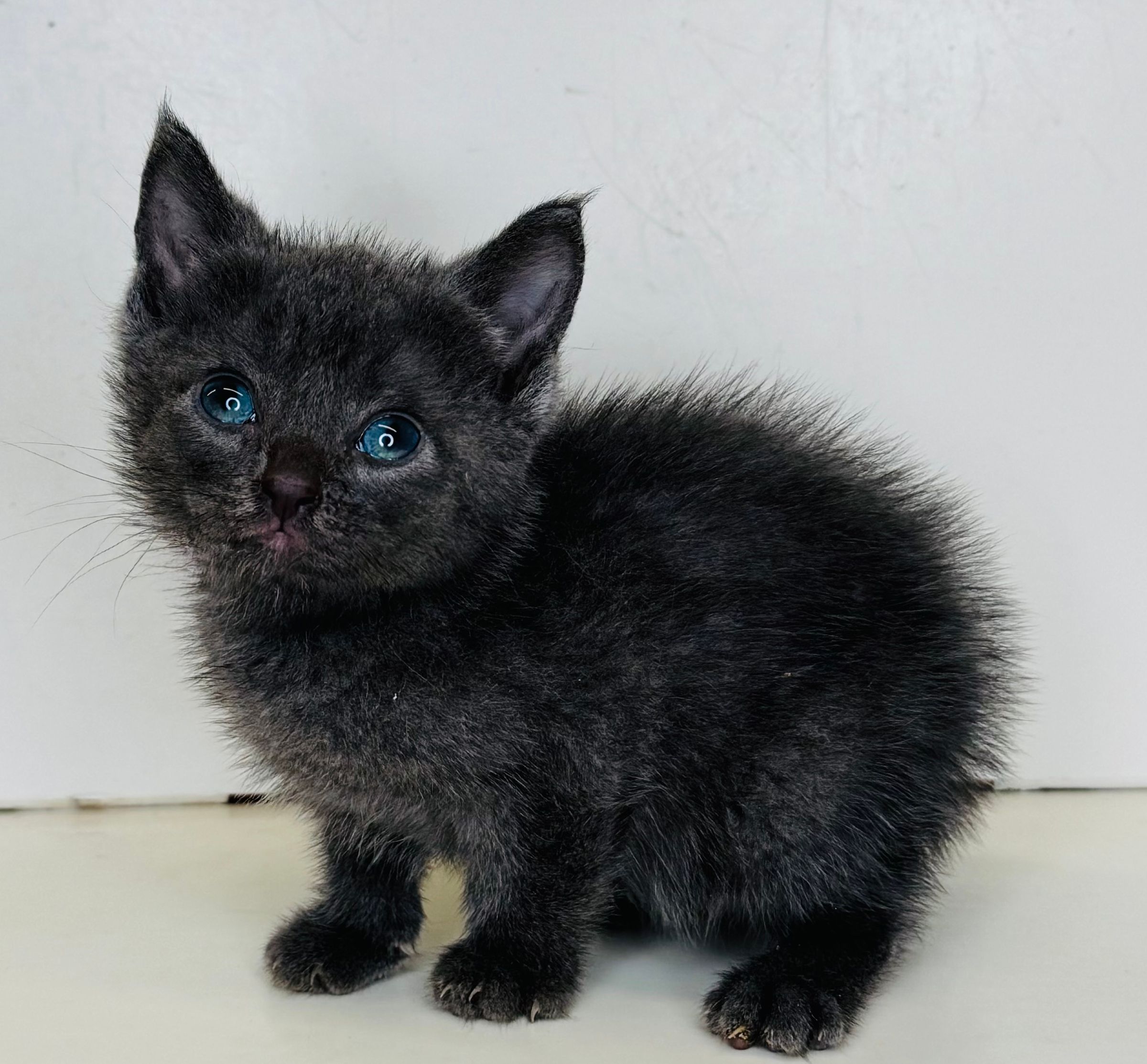 Purebred Russian Blue Kitten Coming Soon! (Male)