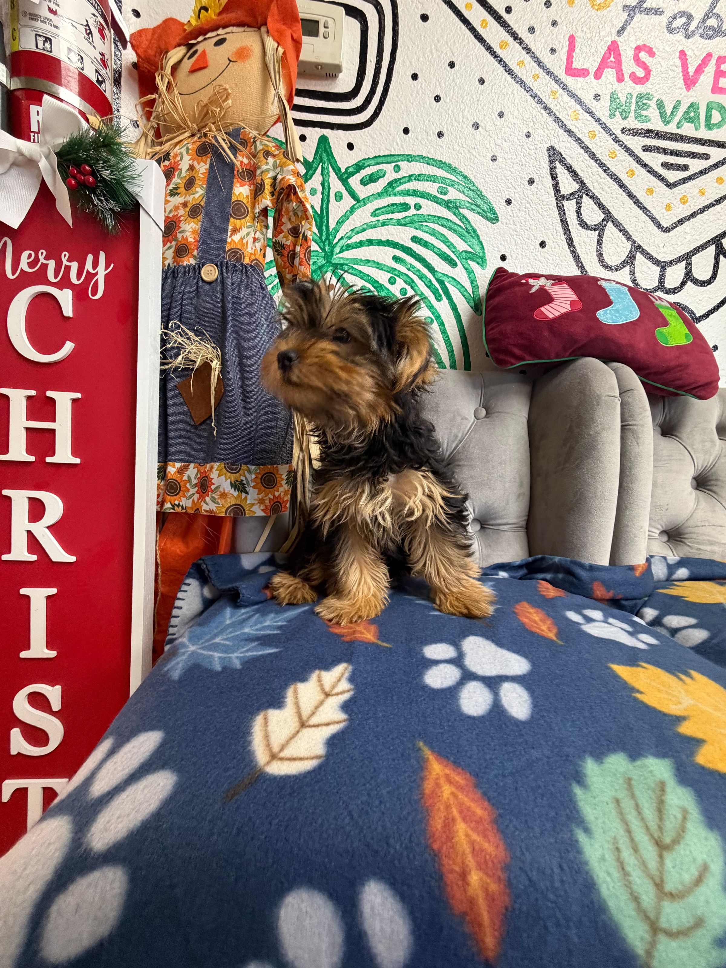 Purebred  Yorkie Puppy - “Victoria Everglot”- Female - Happy pup! 