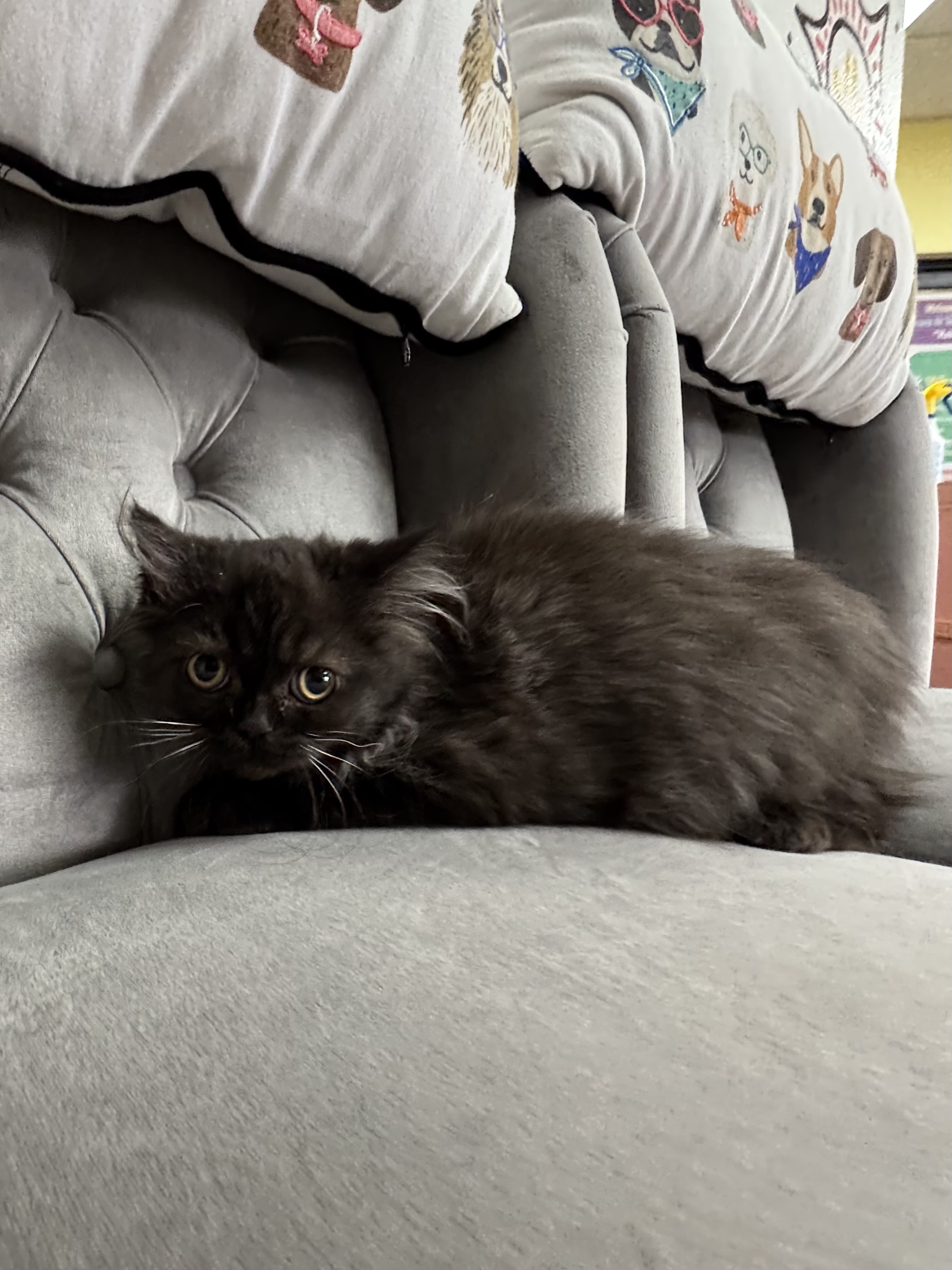 Purebred Persian Kitten -  “Officer Clawhauser” - Male - Smoke black - Available for Adoption