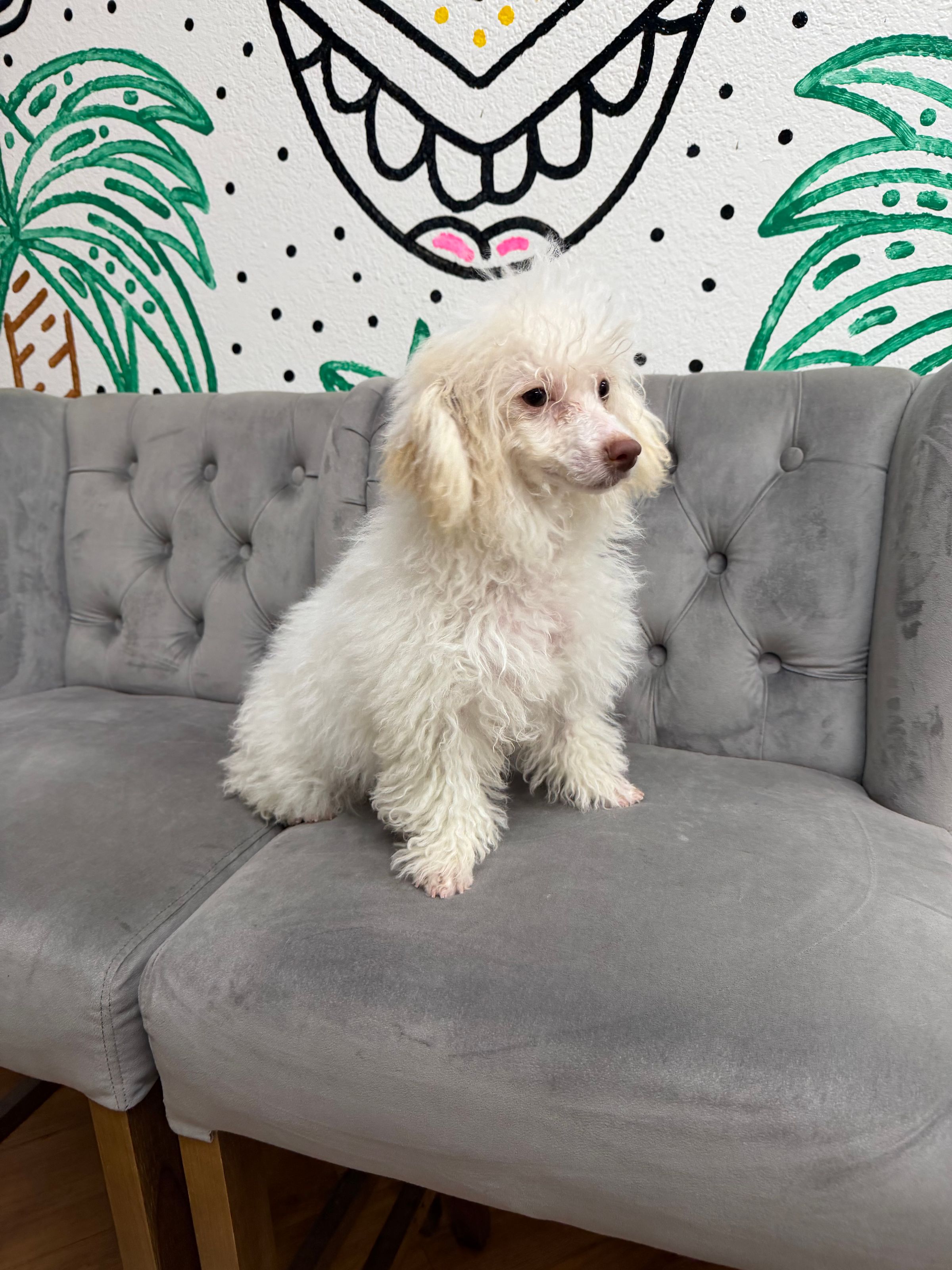 Purebred  Poodle “Karen Wheeler” - Female  - White - (Parents weigh 9 lb & 8 lb) - Hypoallergenic puppy! -  ON SALE!