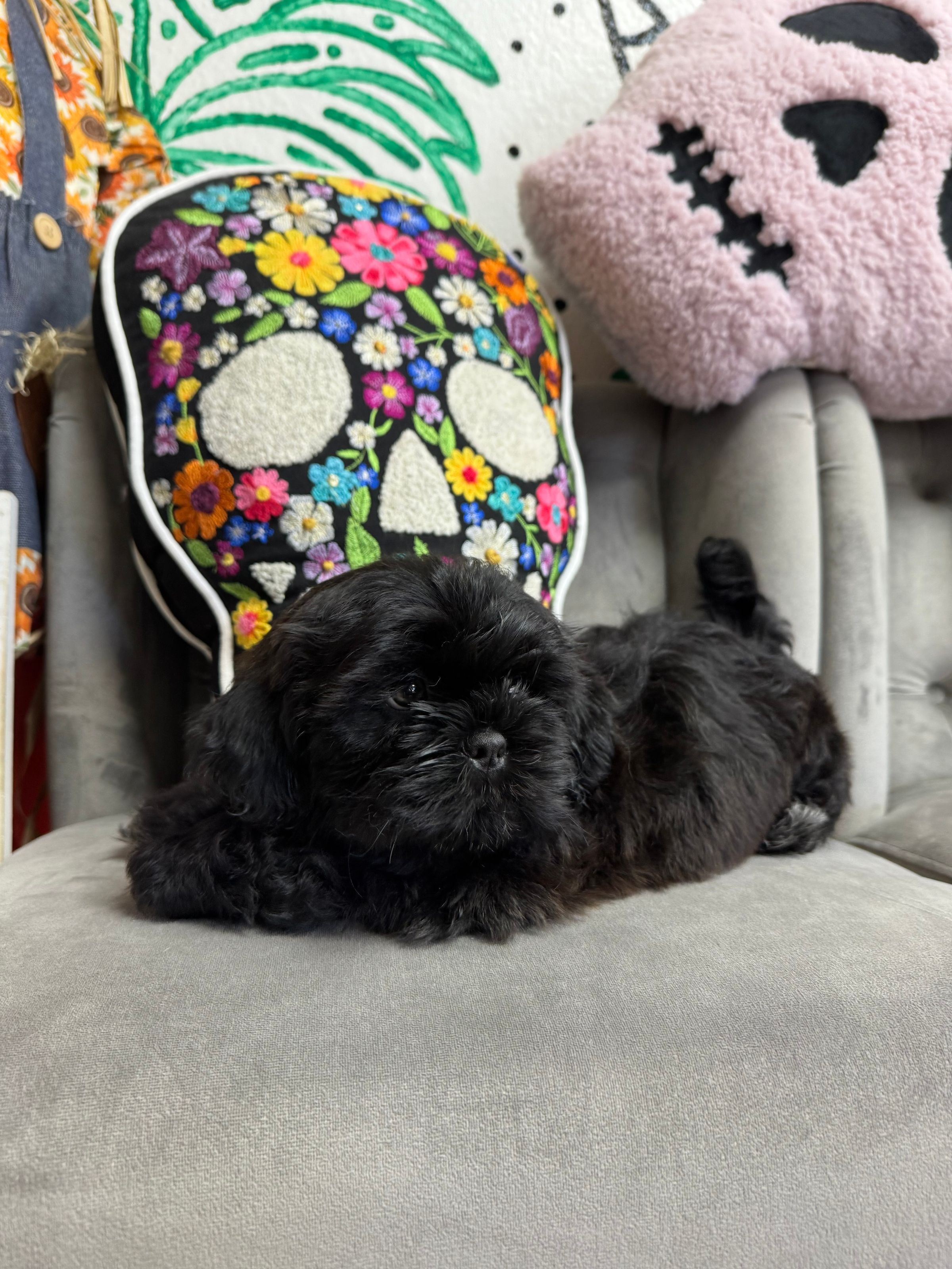 Purebred  Shih Tzu  “Billy Butcherson” - Male  - Black w/white marking - (Parents weigh 12 lbs each) - Hypoallergenic! - NEW!