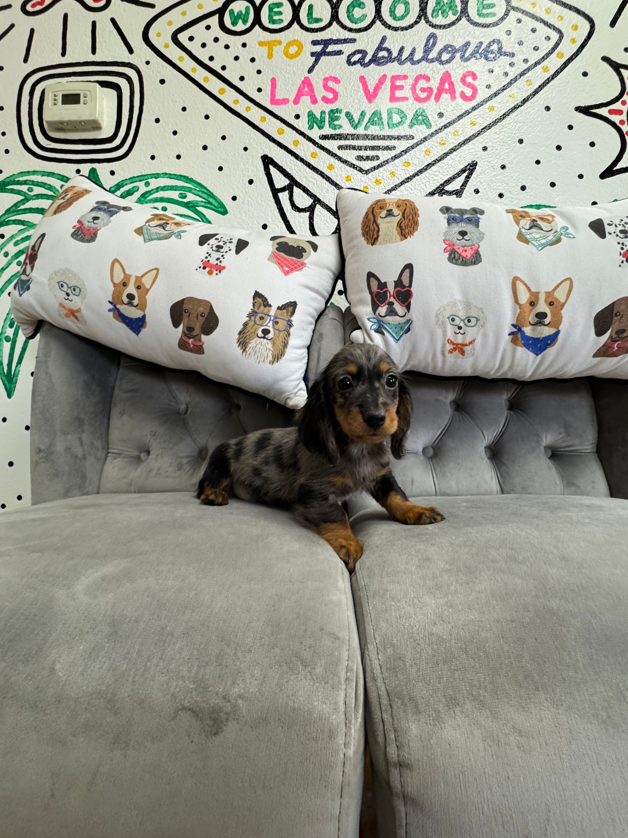 Mini Dachshund puppy for sale