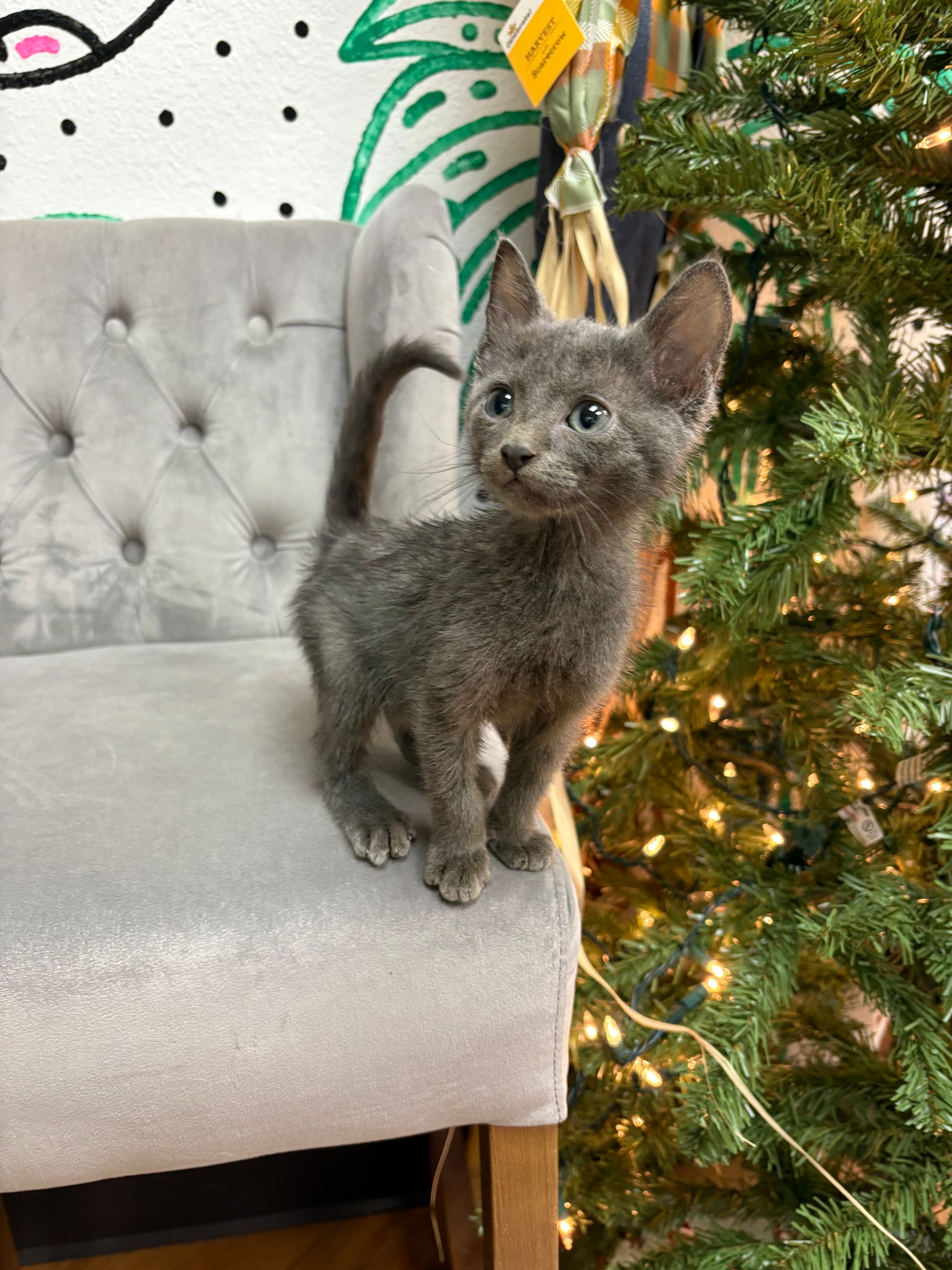 Purebred Russian Blue Kitten - “Juniper” - Female - NEW!