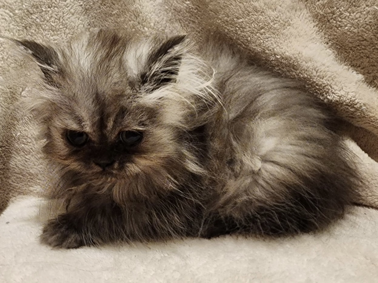 Purebred kitten for sale