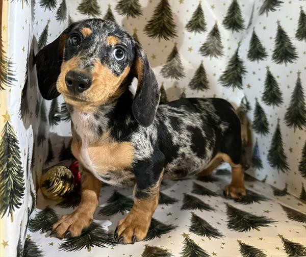 Purebred Mini Dachshund - “Chocoflan” - Female - White, black, tan  - Long Hair Coat - Arrives 12/22/25!