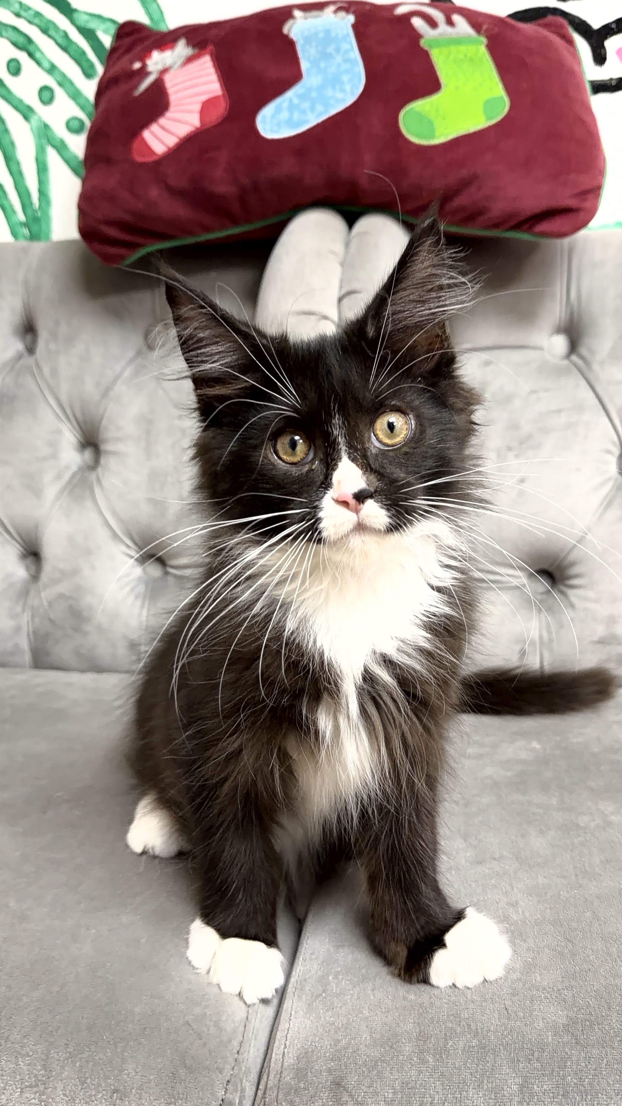 Purebred Maine Coon - “Thackery” - Male - New! Call or walk-in to reserve him!