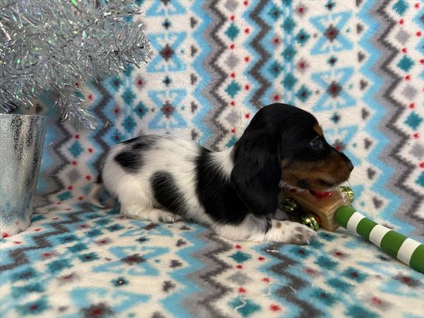 Purebred Mini Dachshund - “Kevin McCallister” - Male - White, black, tan  - Long Hair Coat - Arrives 12/16/25!