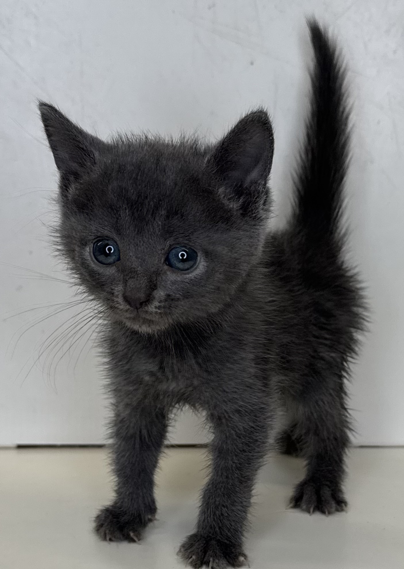 Purebred Russian Blue Kitten Coming Soon! (Female)