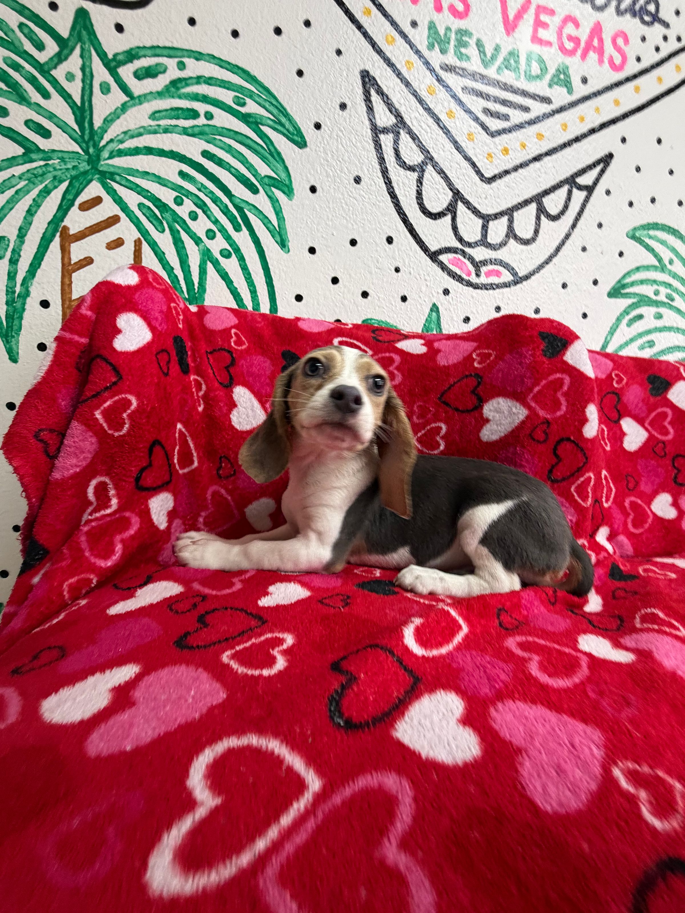 Puppy Store - Puppies for Sale - Paws & Whiskers Pet Shop's image