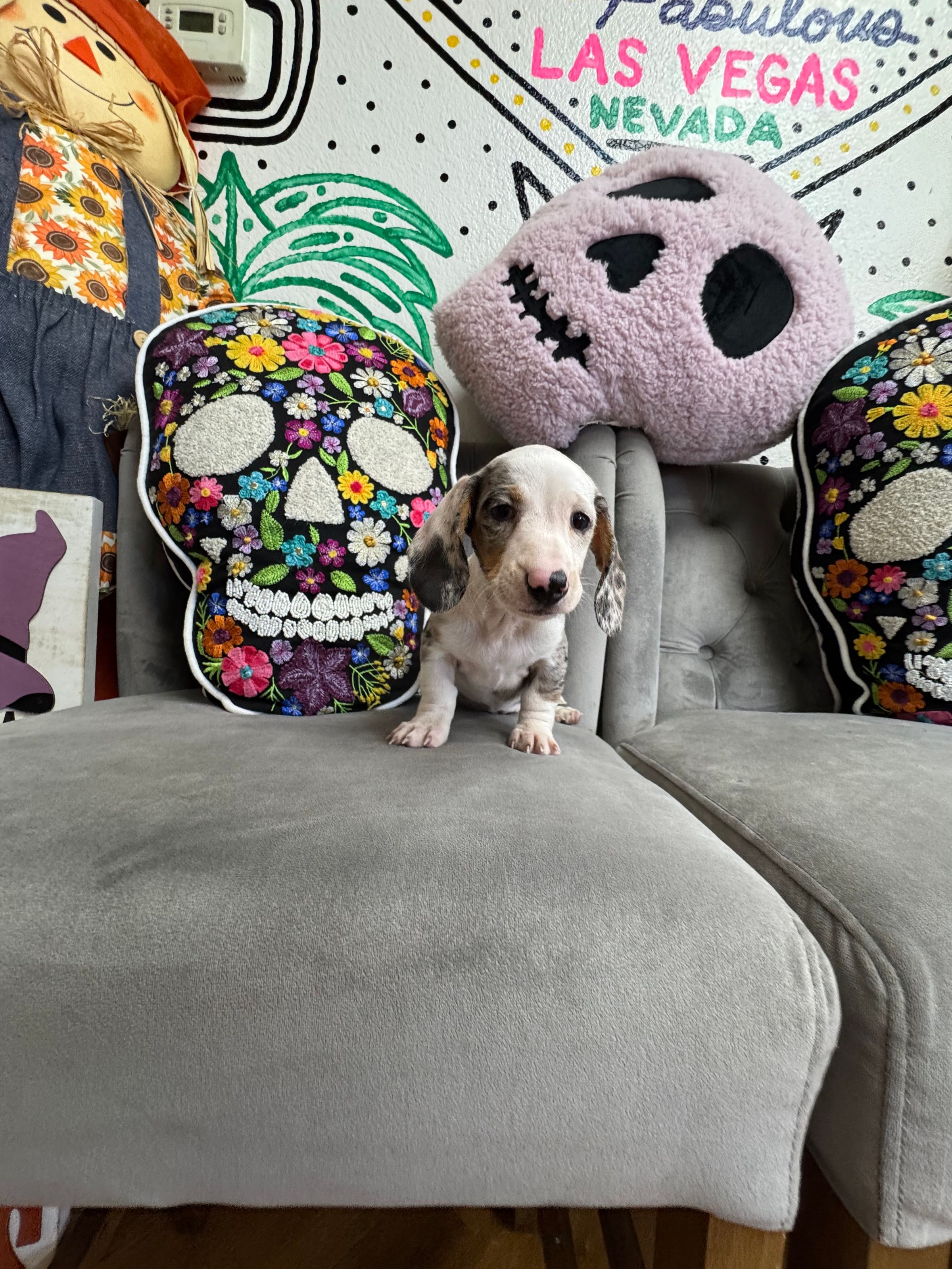 Purebred  Miniature Dachshund “Morticia Addams” - Female  - White, gray, tan, dapple, pebbled - (Parents weigh 11 lb & 12 lb) - AKC! - NEW!
