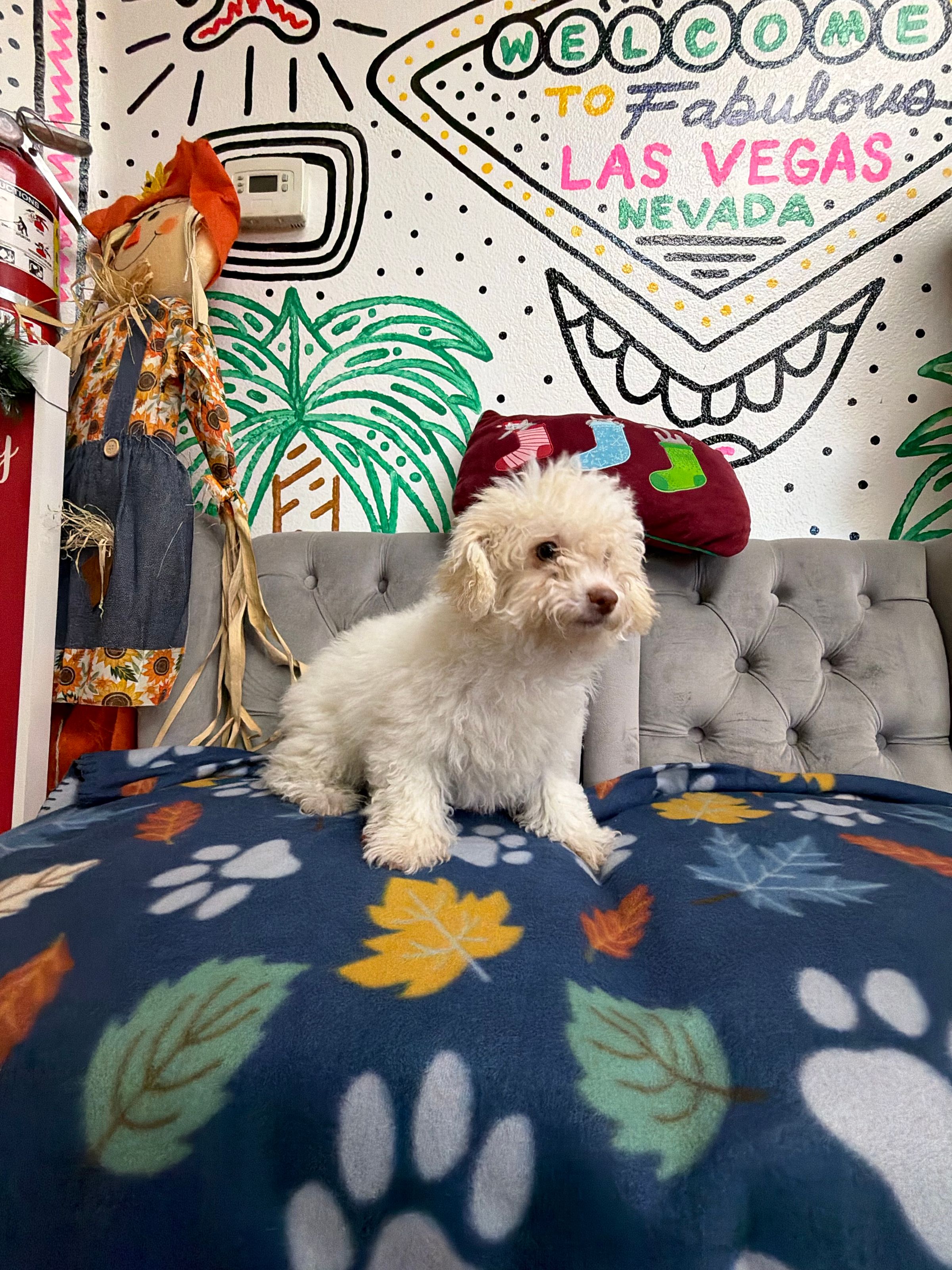 Purebred  Poodle “Sarah Sanderson” - Female  - White - (Parents weigh 9 lb & 8 lb) - Hypoallergenic! -  ON SALE!