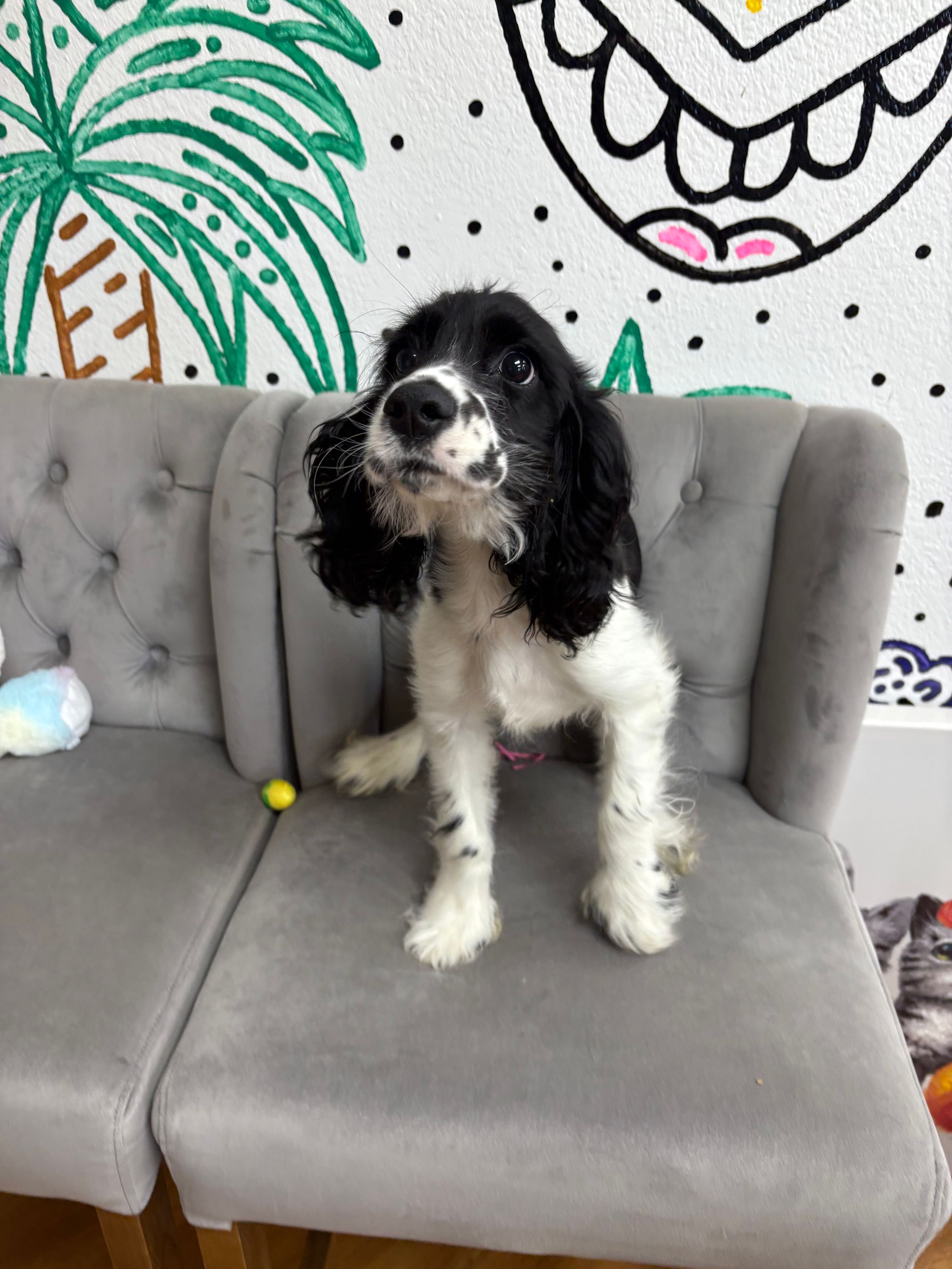 Purebred Cocker Spaniel - “Jonathan Byers” - Male - Black, white - Sweetheart, loving