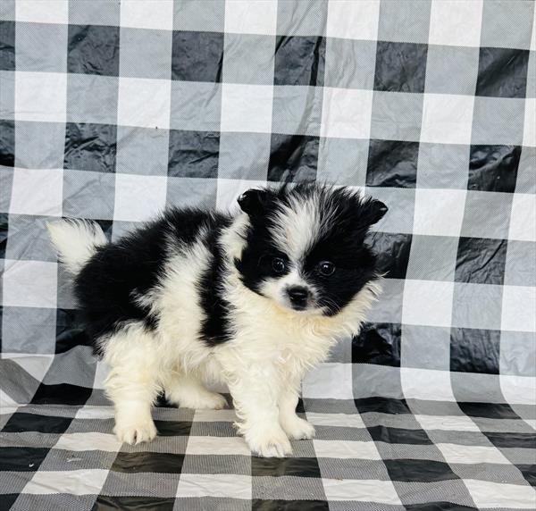 Puppy Store - Puppies for Sale - Paws & Whiskers Pet Shop's image