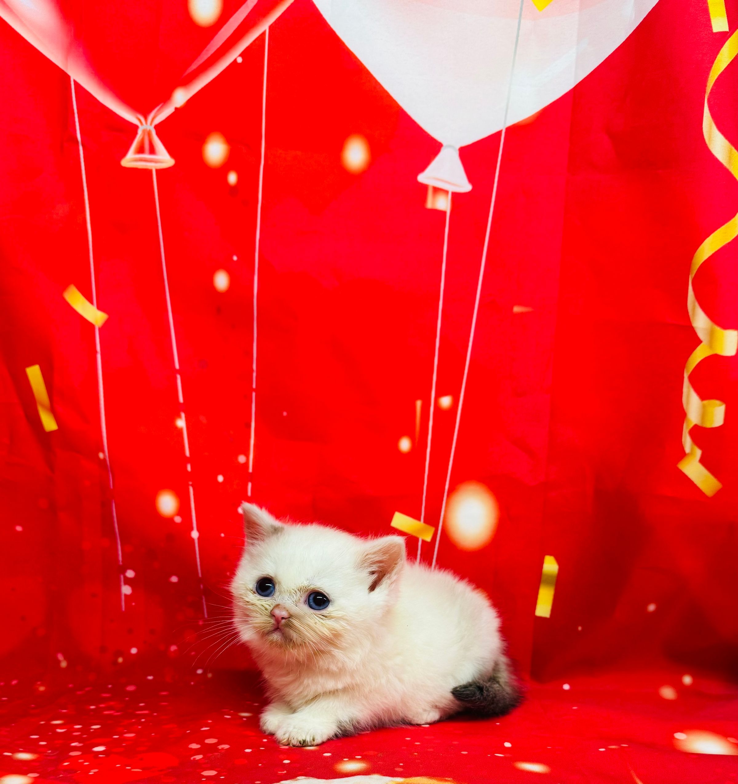 Purebred British Shorthair - “Suzie” - Female - White & Silver - Coming soon!