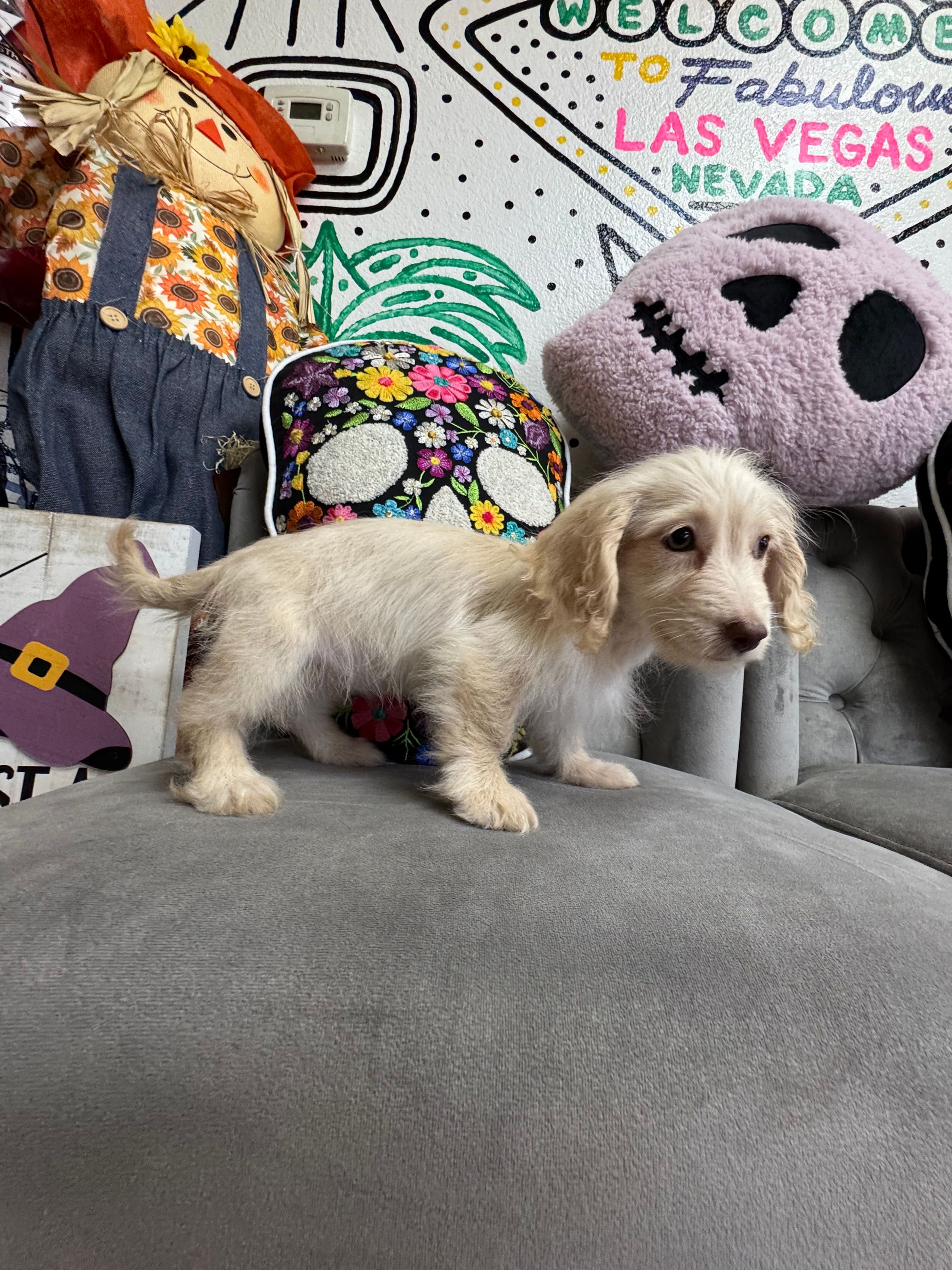 Purebred Doxiepoo -  “Allison” - Male  - Red sable, pebbled - (Parents weigh 9 lb & 8 lbs )  - Semihypoallergenic - NEW! 