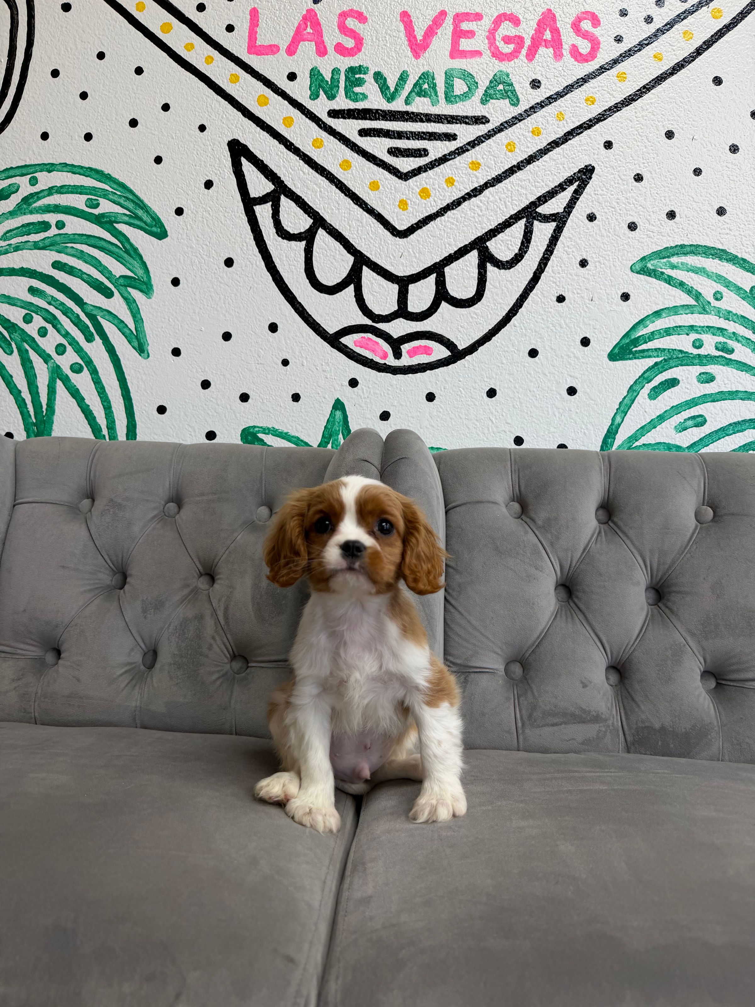 Purebred Cavalier King Charles Spaniel - “Jim Hopper” - Male - Blenheim - NEW! Sweetheart loving pup!