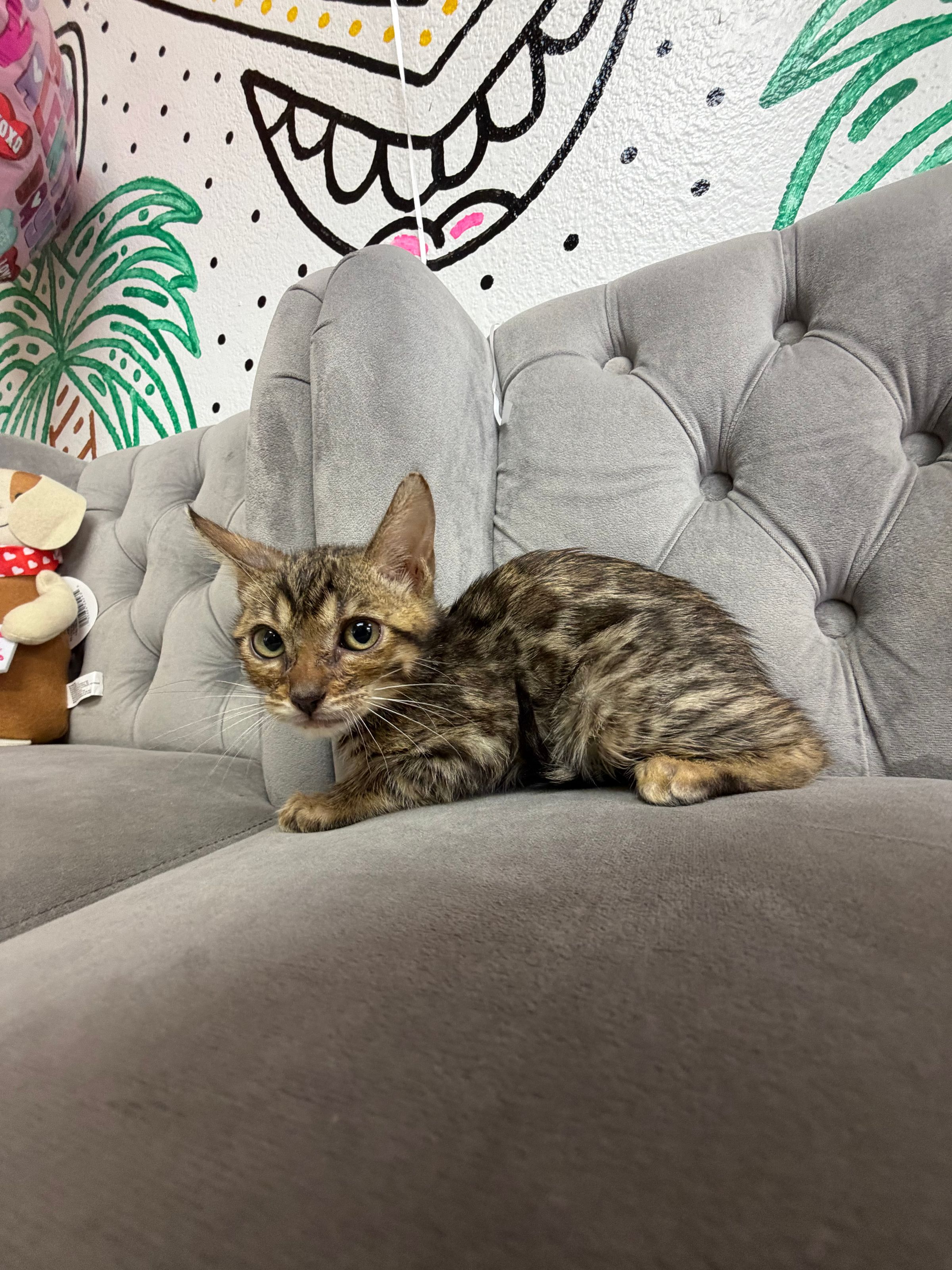 Purebred Bengal Kitten - Female - “Mandy” - New Arrival! (Semi-hypoallergenic!)