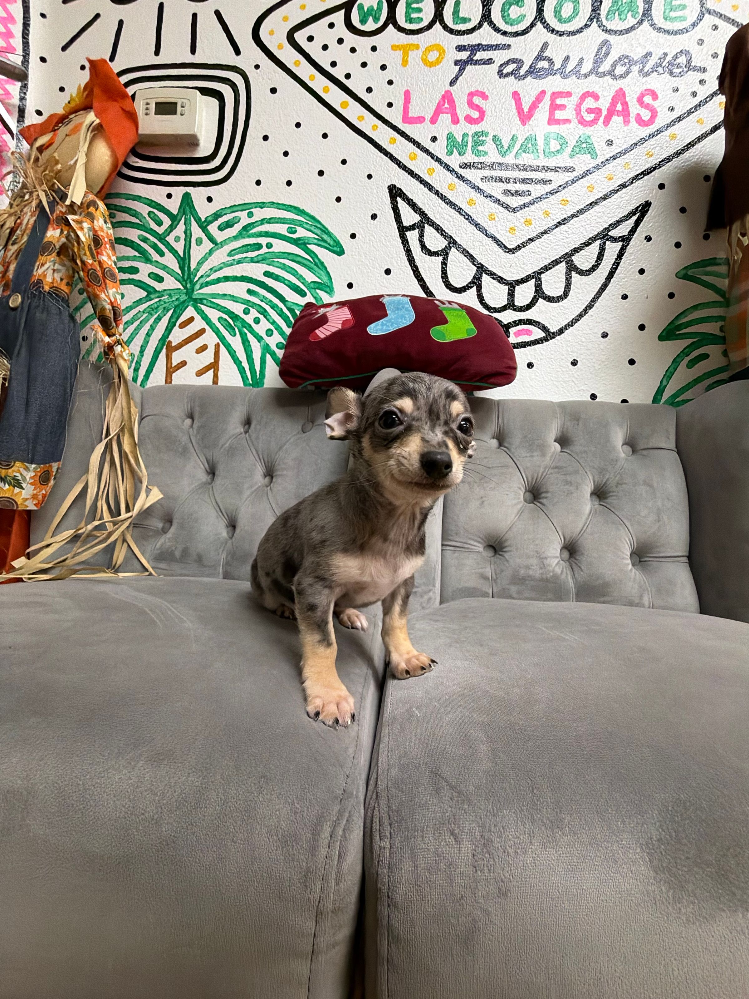 Purebred Chihuahua - “Frosty” - Silver dapple Merle- Male - Here! 