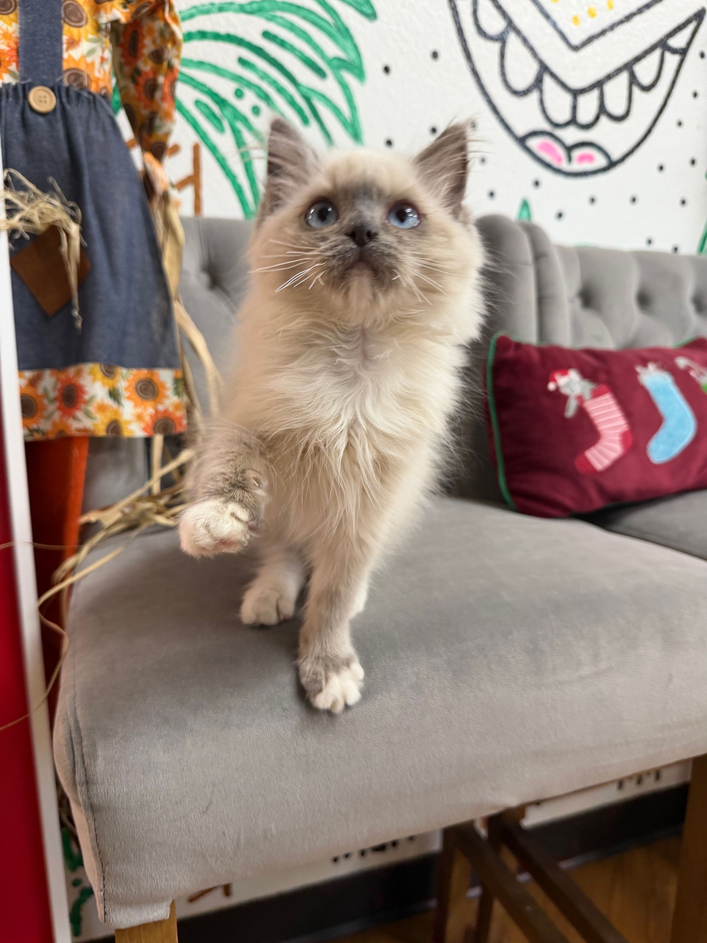 Purebred Ragdoll Kitten - “Anastasia” - Female - Cream - Sweet & Playful, adorable kitty!