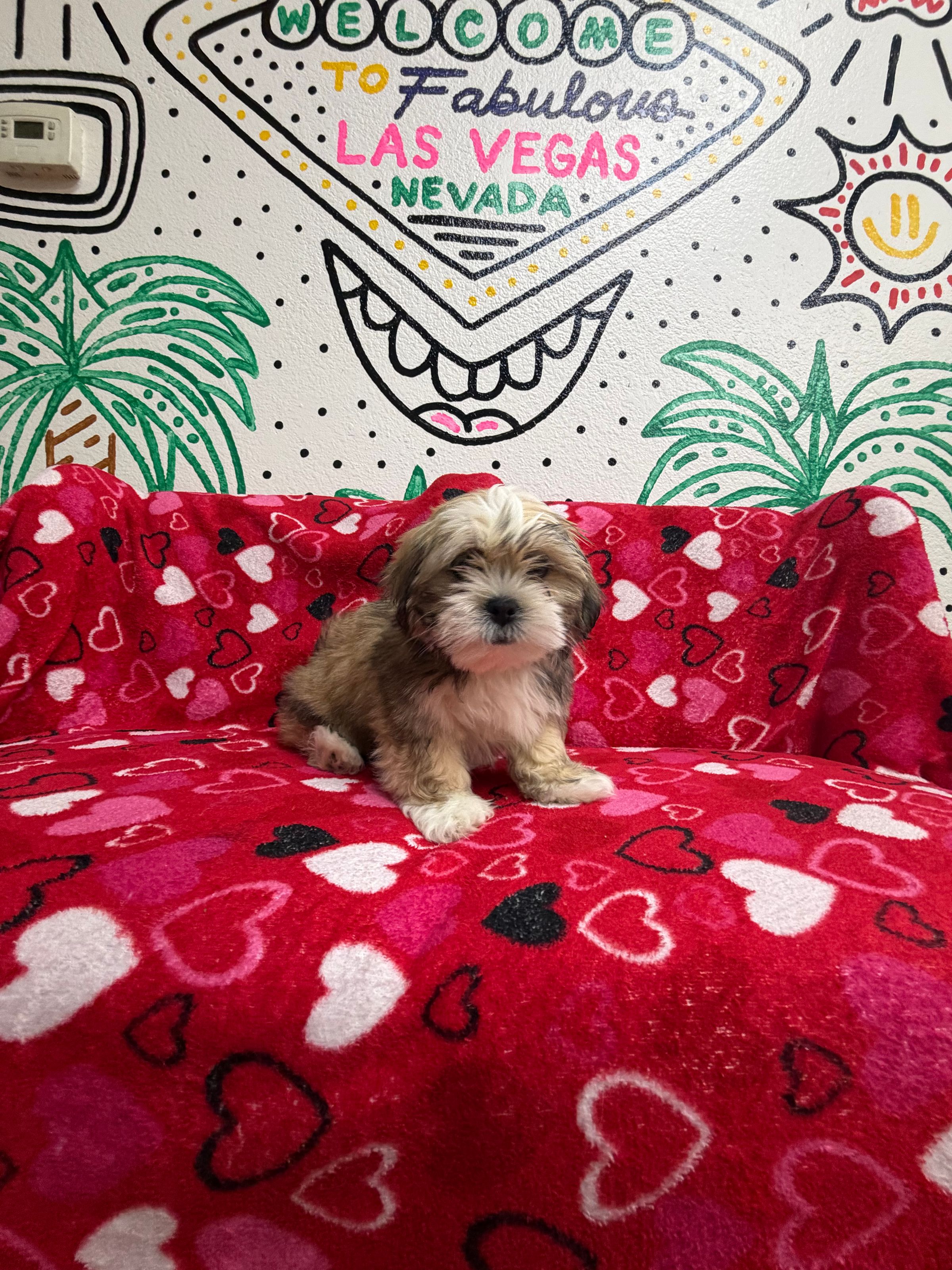 Purebred Lhasa Apso - “Billy Hargrove” - Male - Golden - Sweet, fluffy, hypoallergenic!