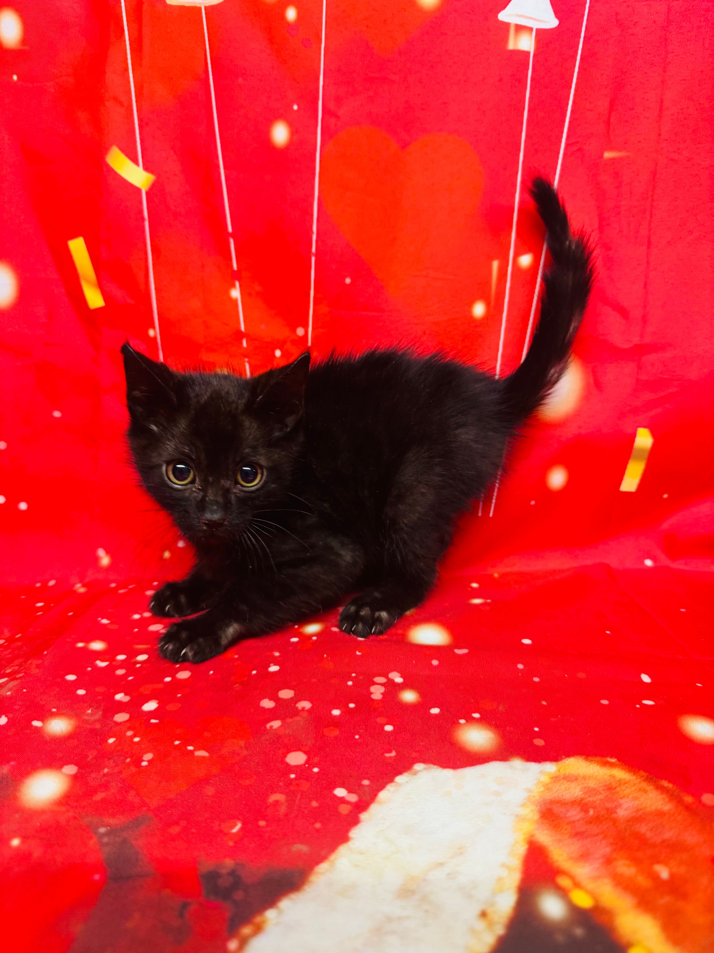 Purebred Bengal - “Lucas Sinclair” - Male - White & Silver - Coming soon!