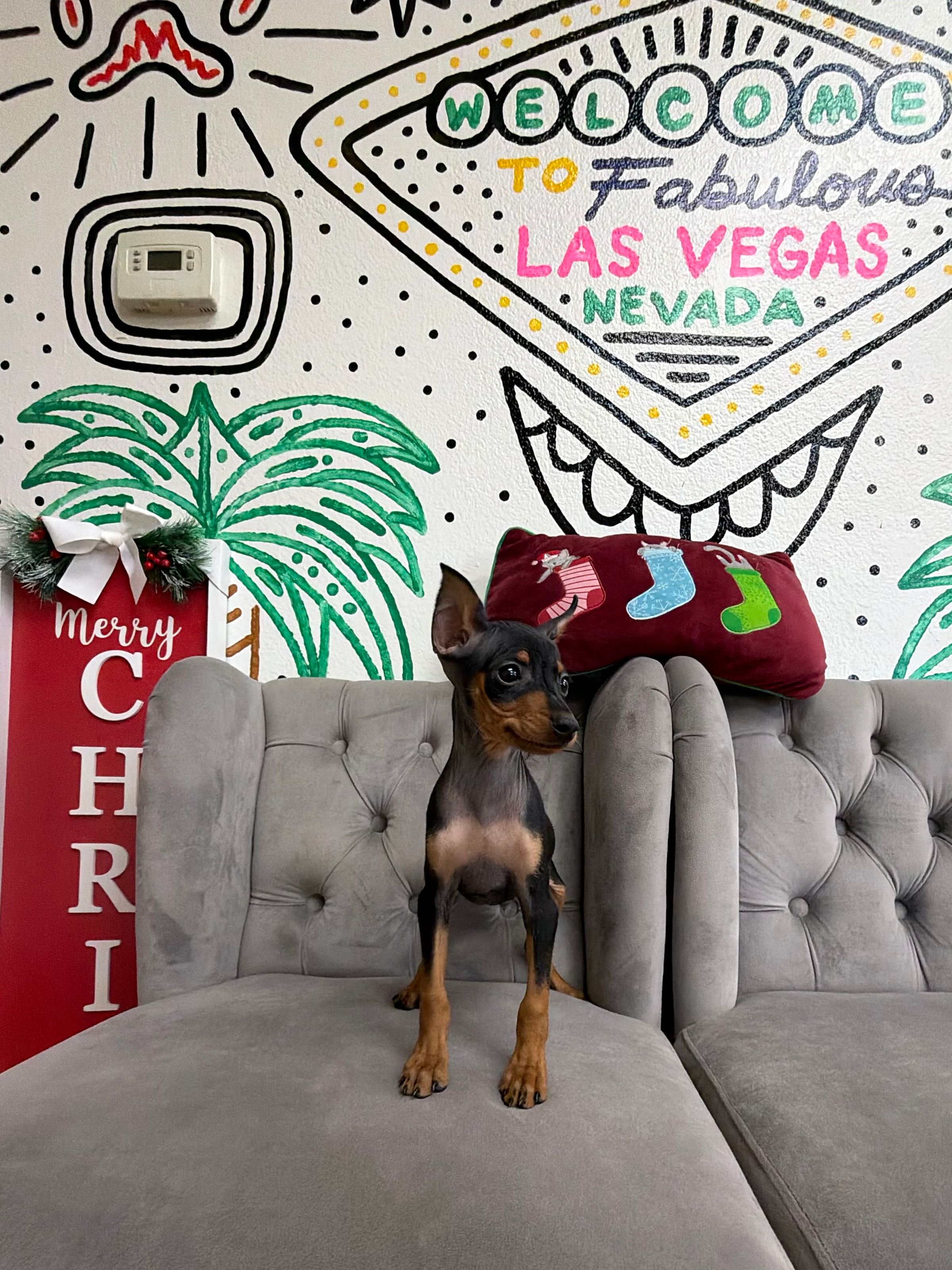 Purebred Miniature Pinscher - “Eddie Munson” - Male - Black & rust  - Awesome personality!