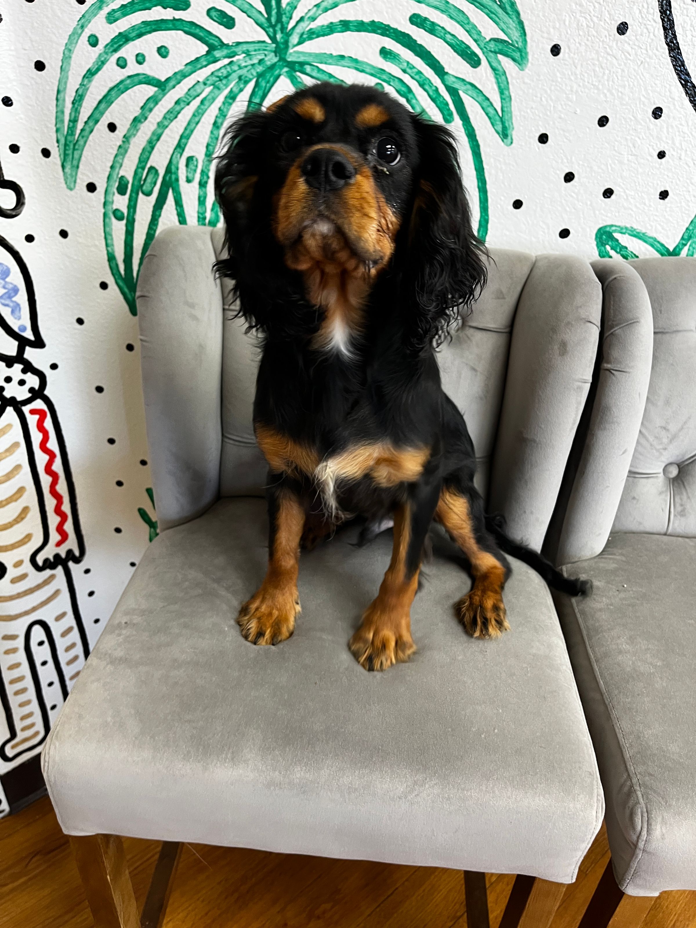 Purebred Cavalier King Charles Spaniel - Male - “Dale” - 4 months of AGE - On SALE