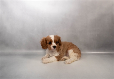 Purebred Cavalier King Charles Spaniel - “Jim Hopper” - Male - Blenheim - Coming soon!