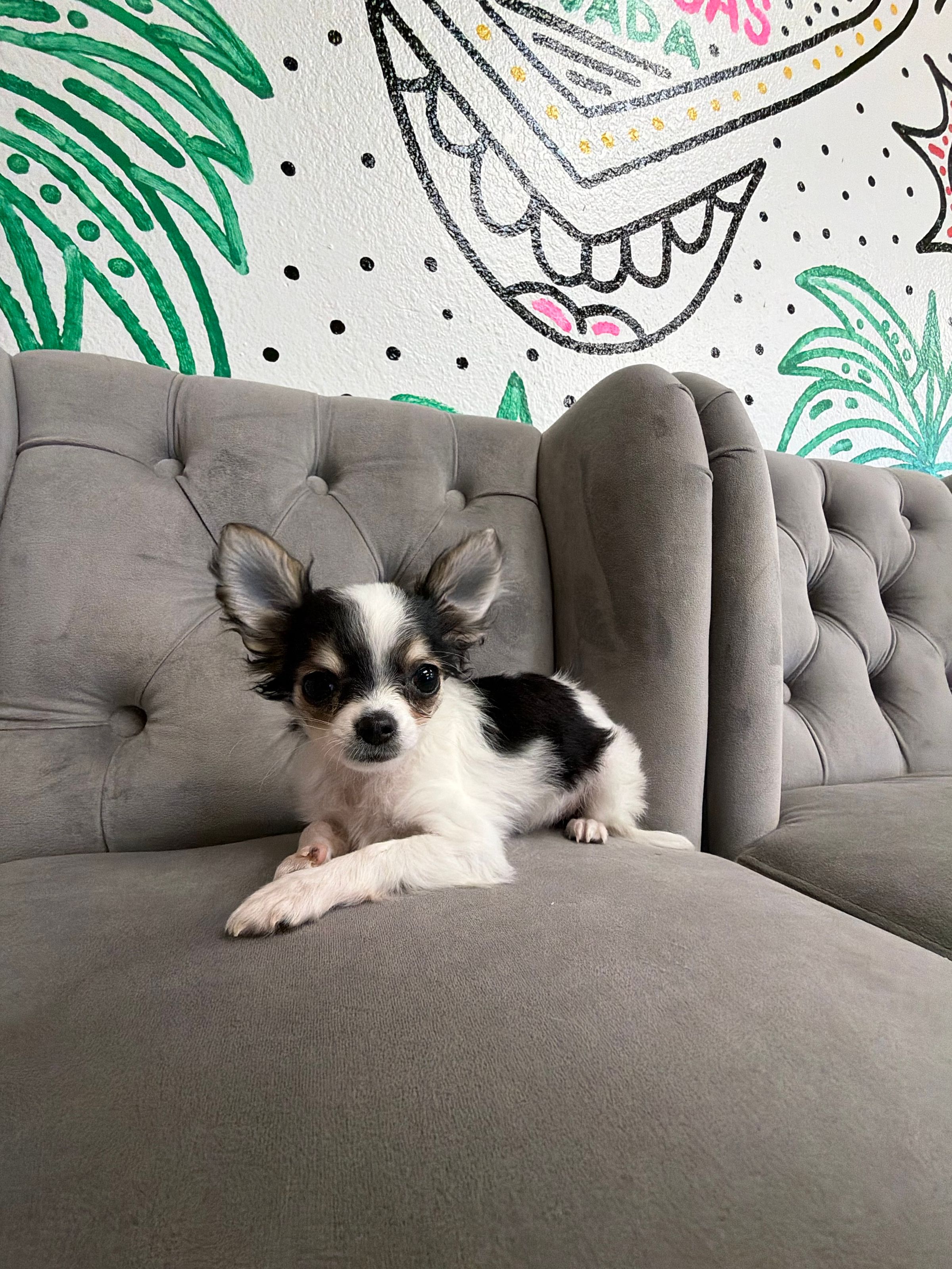 Purebred Cavalier King Charles Spaniel - “Joyce Byers” - Female - White & Black - Tiny, applehead, sweet loves to cuddle! NEW!