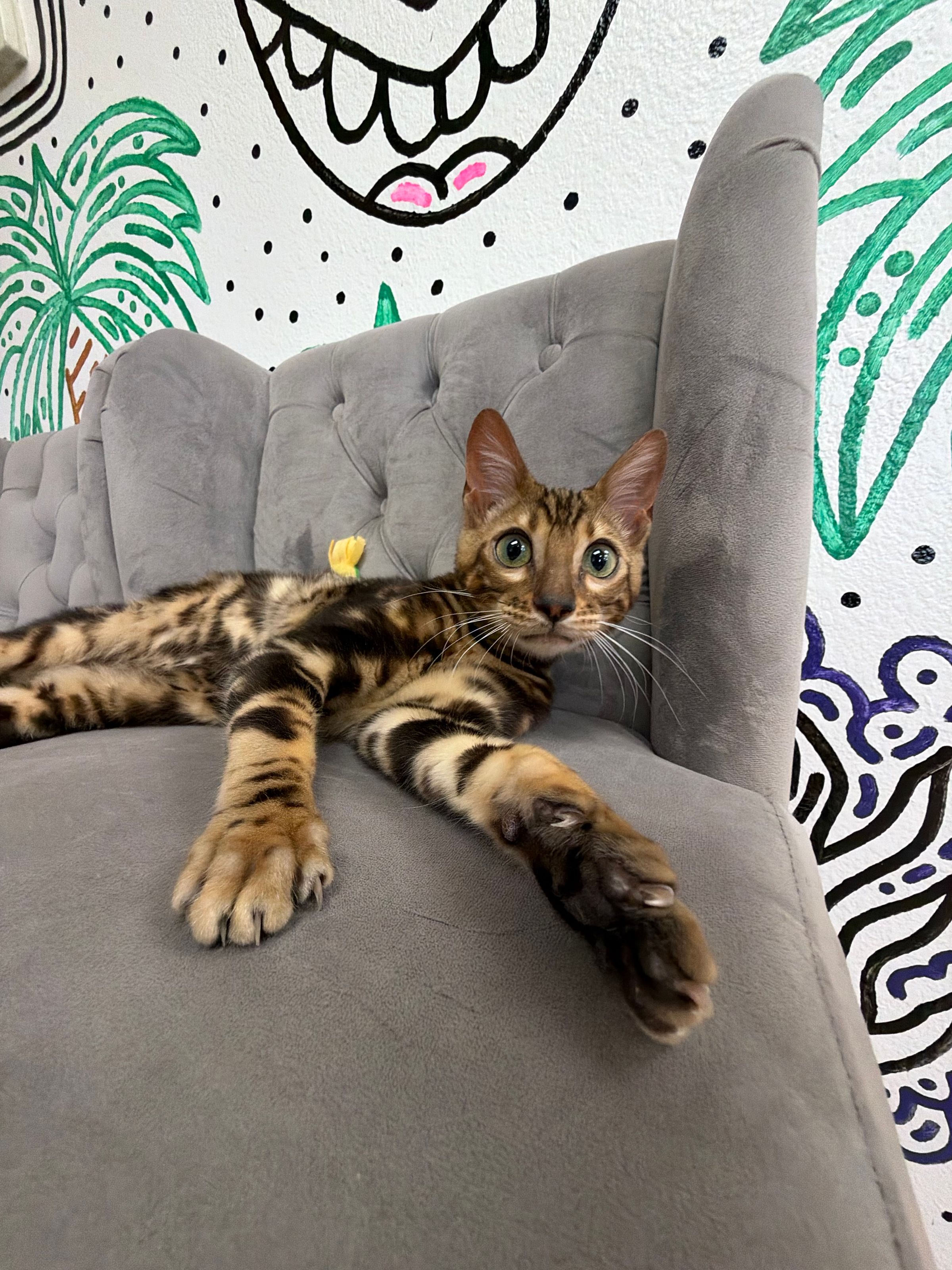 Purebred Bengal Kitten - 5 months of age - “King George” - Sweetheart and playful! - New arrival! ON Sale! RESERVED until 5/19/26