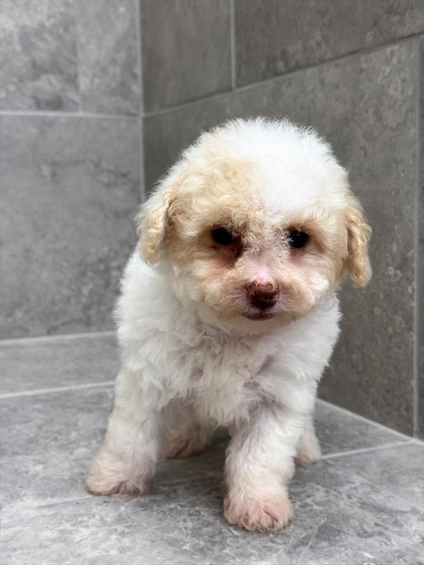 Poodle puppy