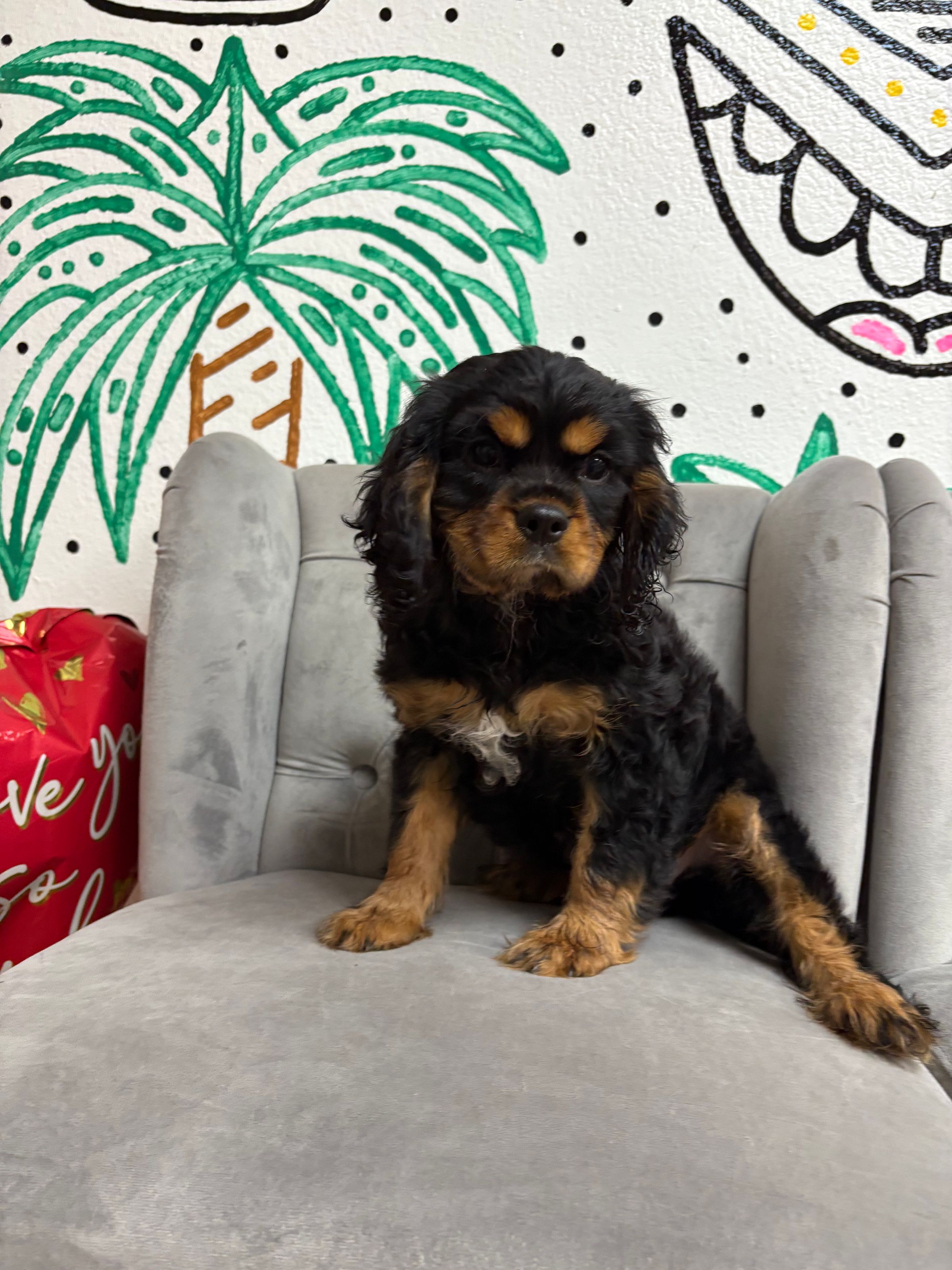 Purebred Cavalier King Charles Spaniel - Male - “Dale” - On sale!