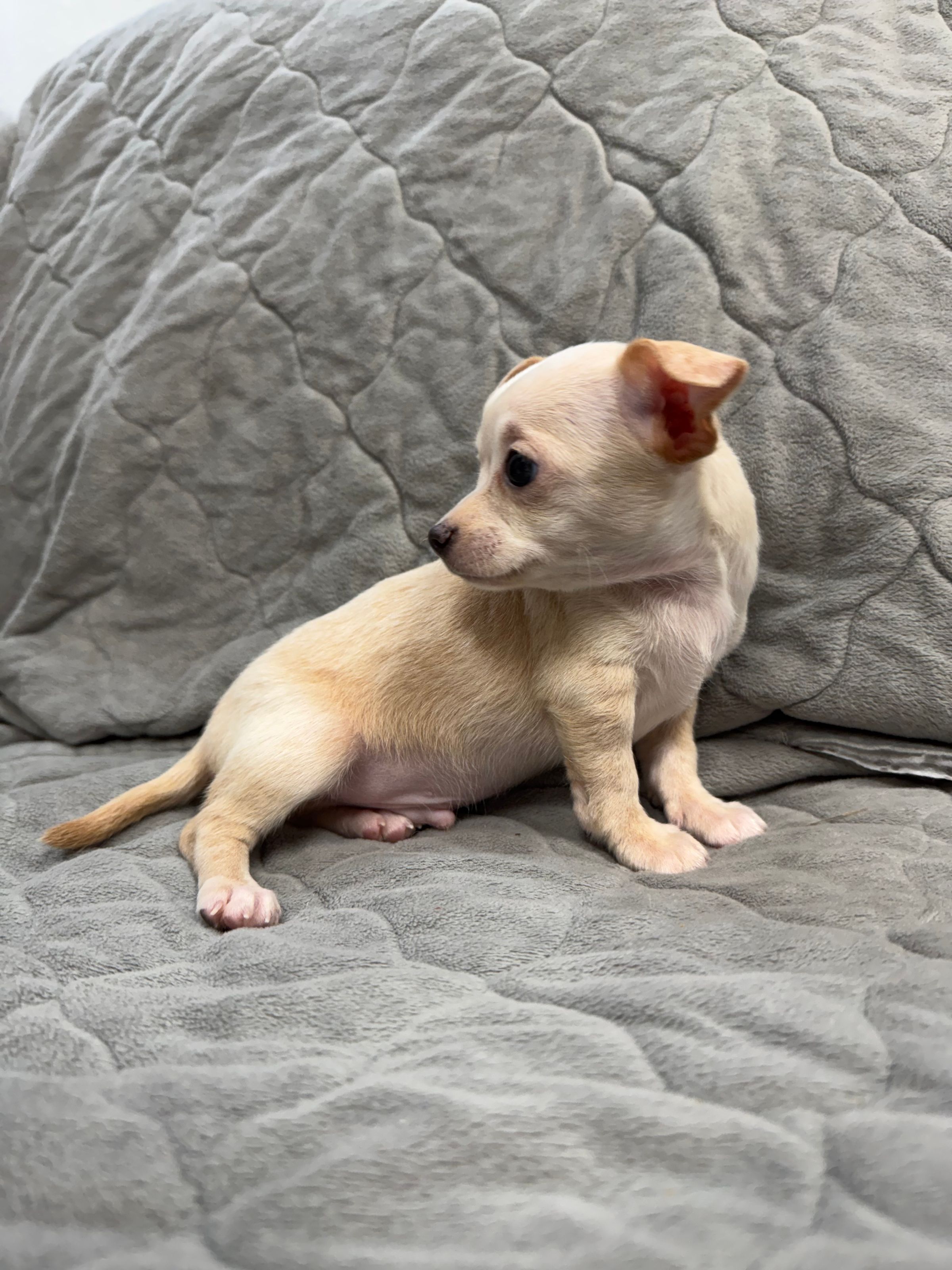 Purebred Chihuahua “ Tulum” - Male  - Cream & White