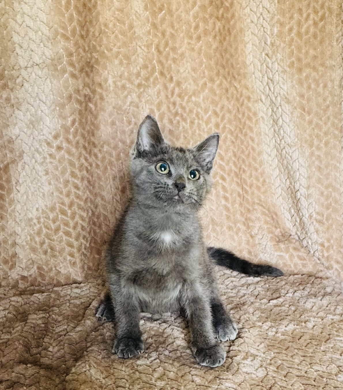 Russian Blue Kitten - Male - Available for Pre-Order Only! 