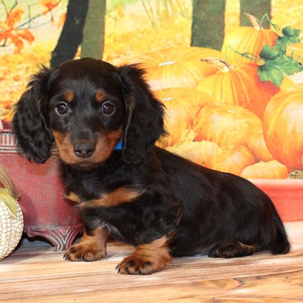 Purebred  Mini Dachshund (Long Hair) Puppy  - Male - Coming soon!