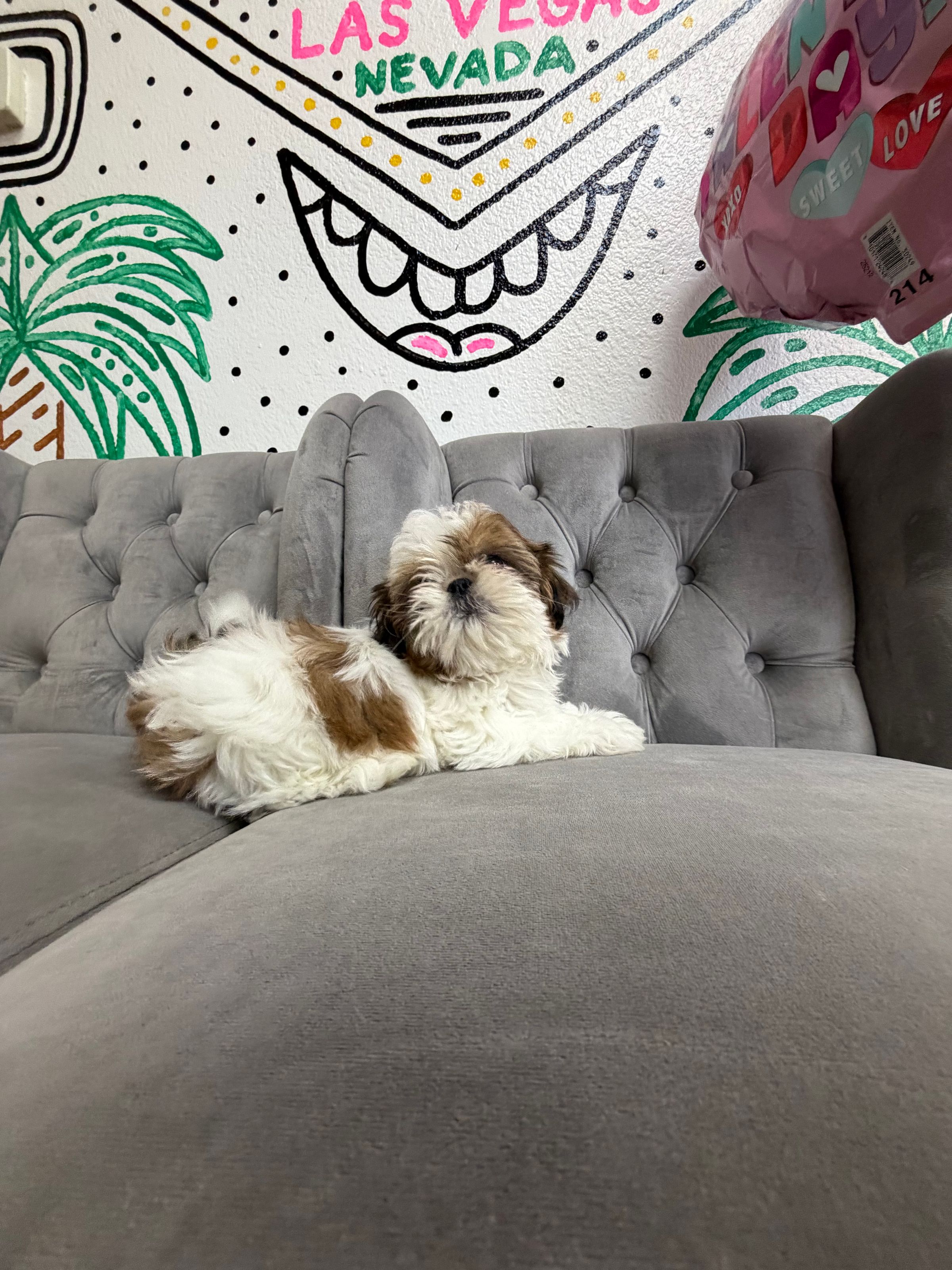 Purebred Shih Tzu - Female - “Connie” -  (Hypoallergenic) - New Arrival!