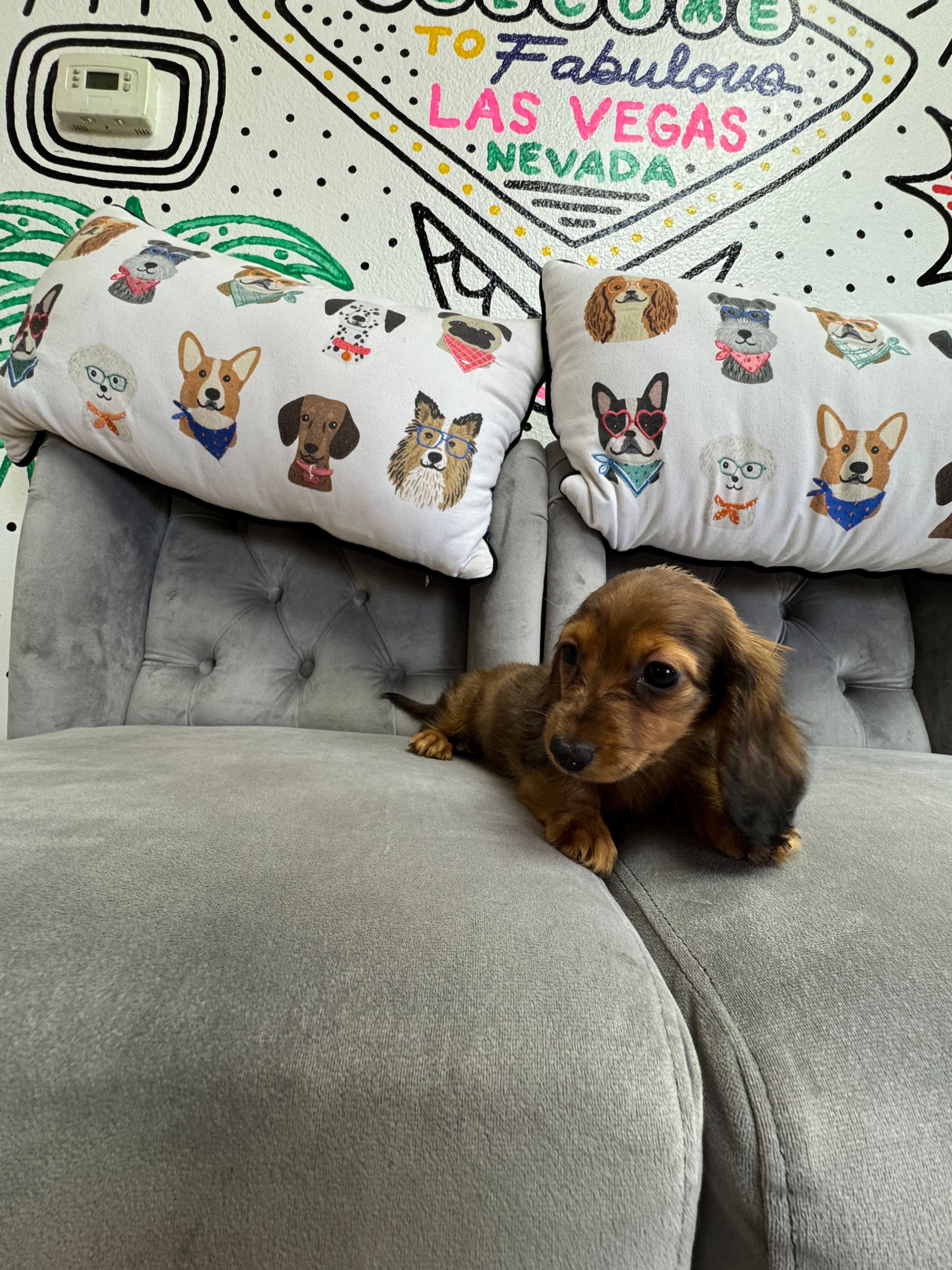 Purebred Mini Dachshund “Rumi” - Female  - Long Hair - Red Dapple -  New Arrival! Absolute sweetheart!