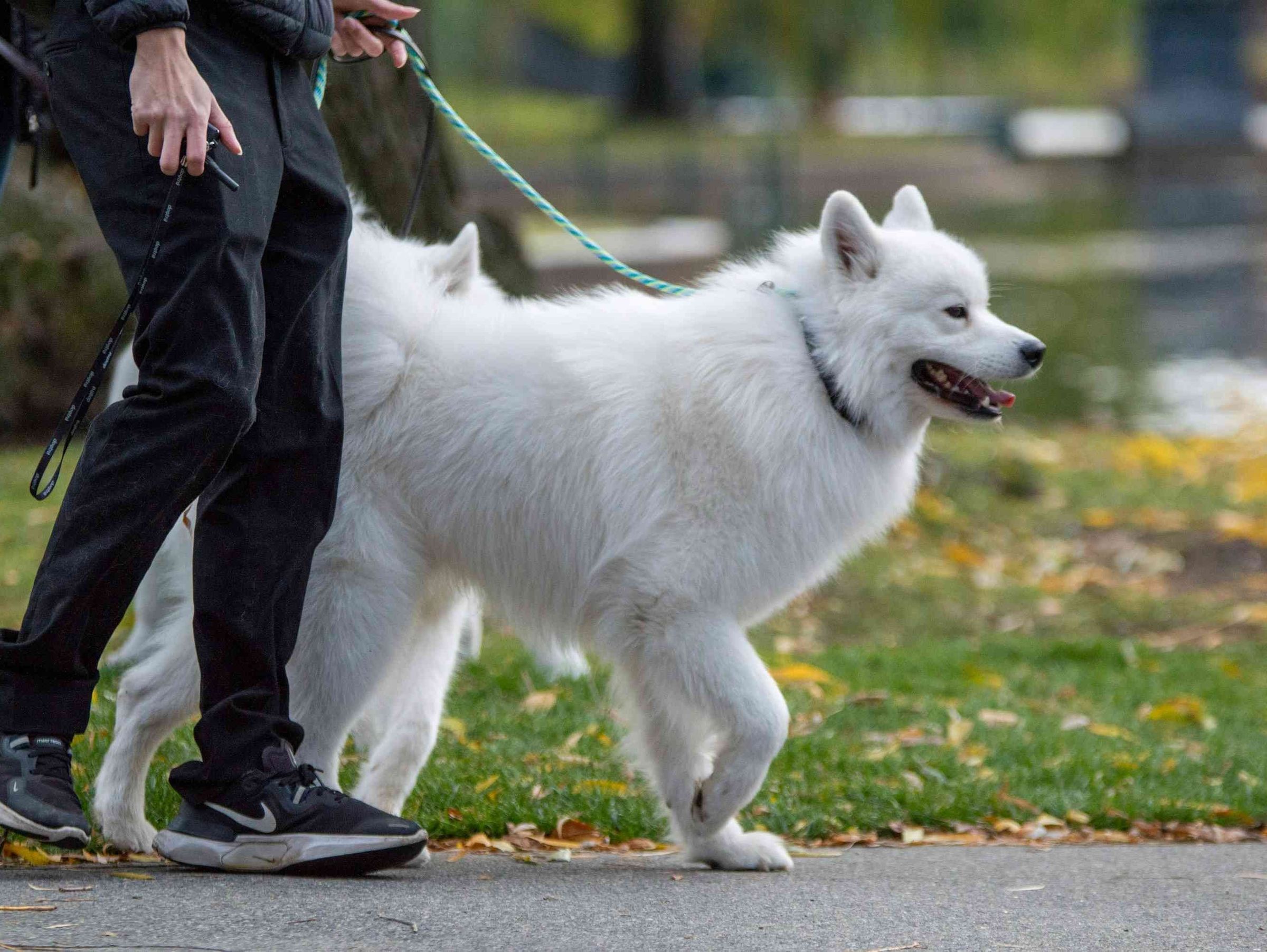 Mrs Browns Hounds's image