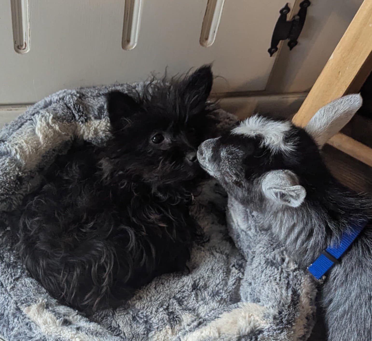 FORGET ME NOT HEALING BARN's image