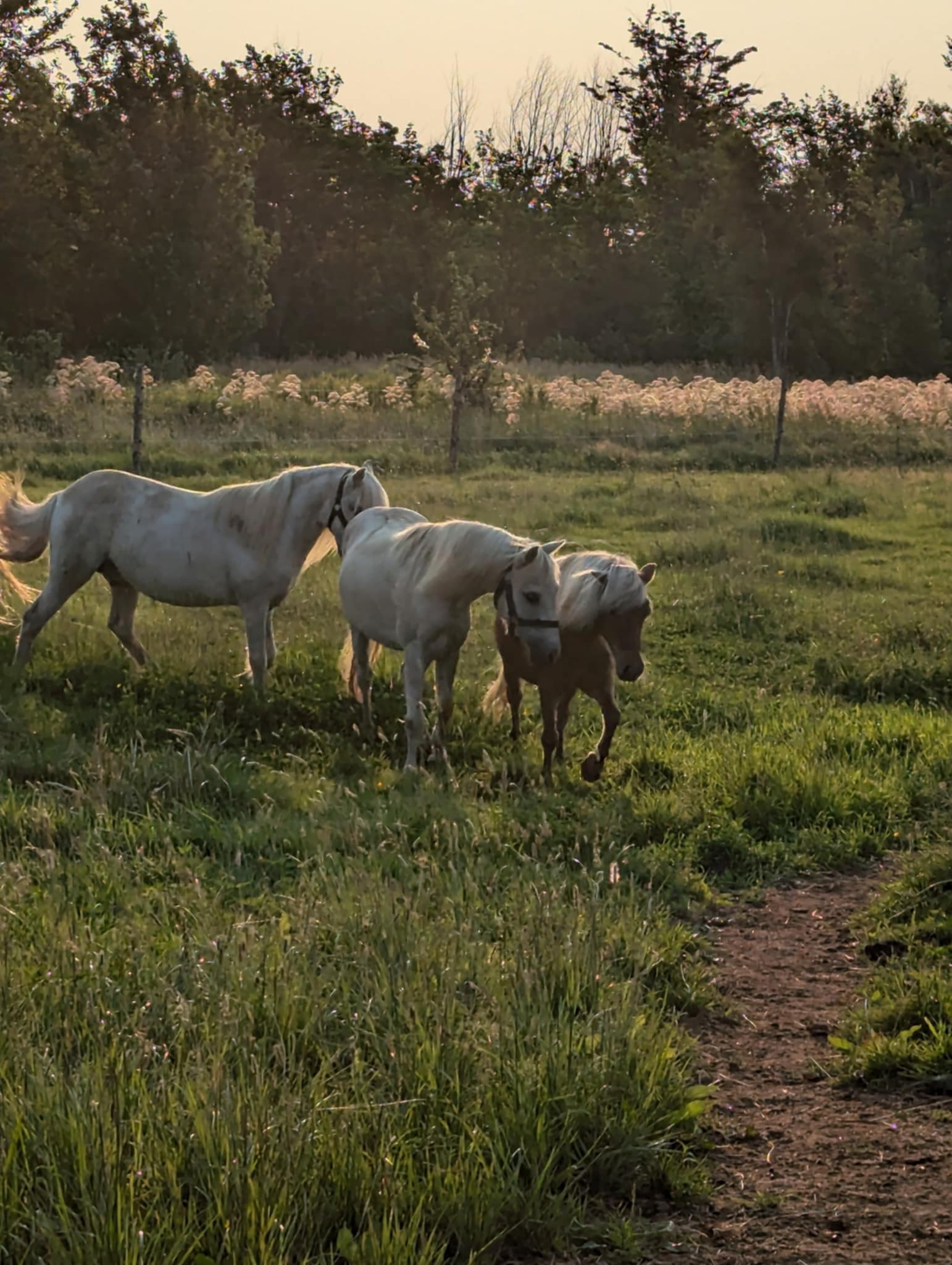 FORGET ME NOT HEALING BARN's image