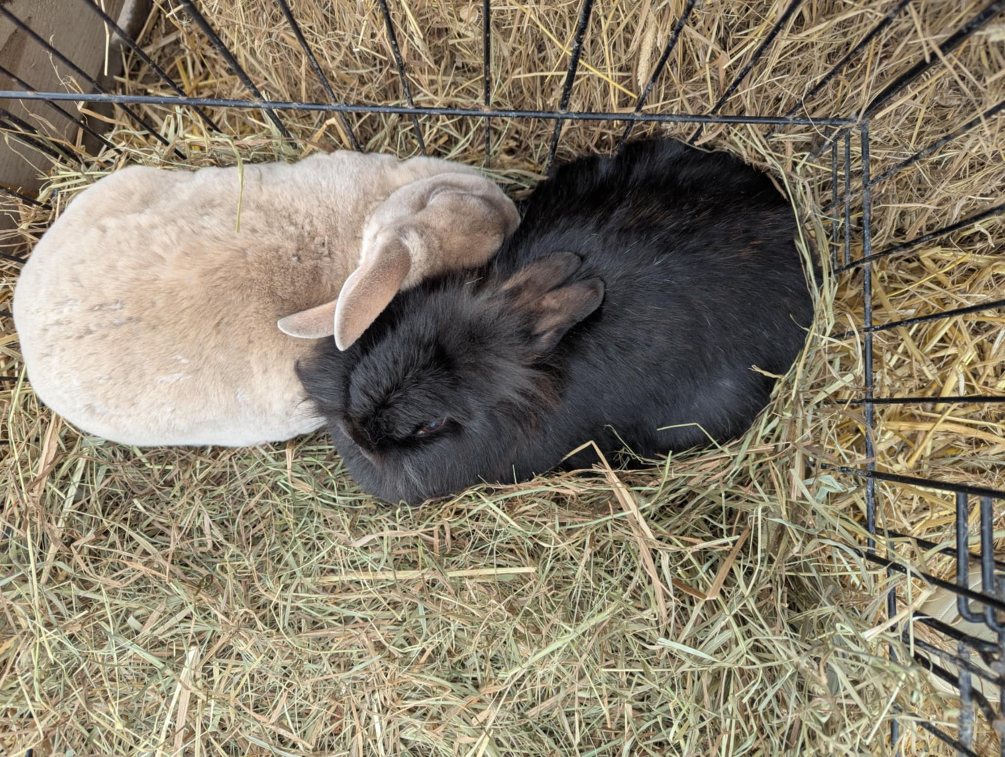 FORGET ME NOT HEALING BARN's image