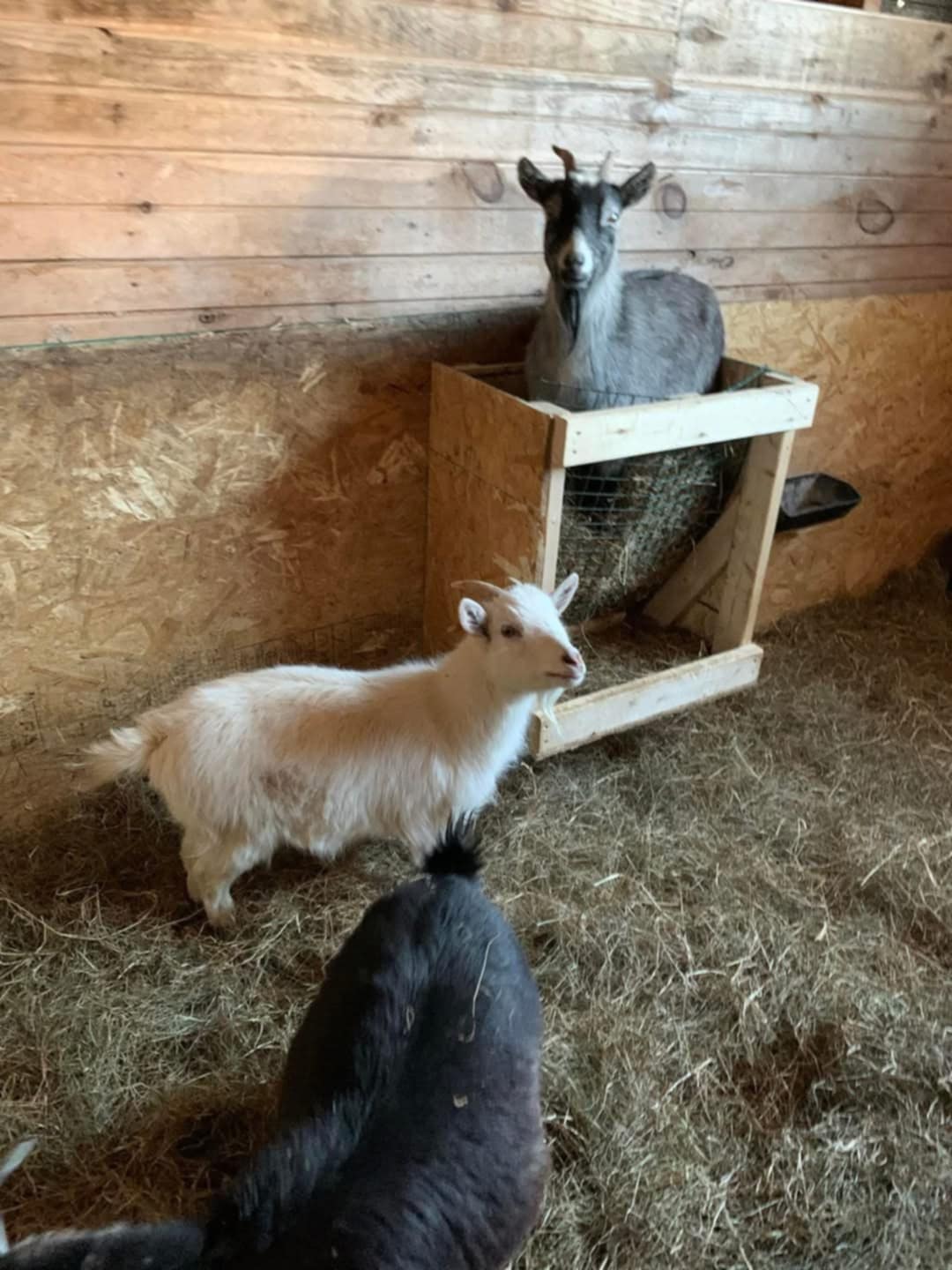 FORGET ME NOT HEALING BARN's image