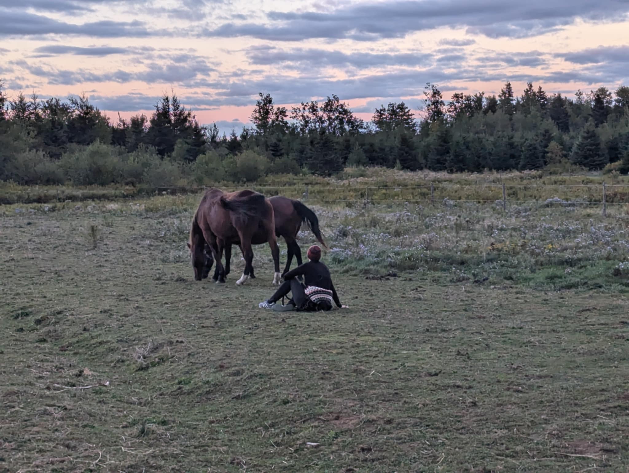 FORGET ME NOT HEALING BARN's image