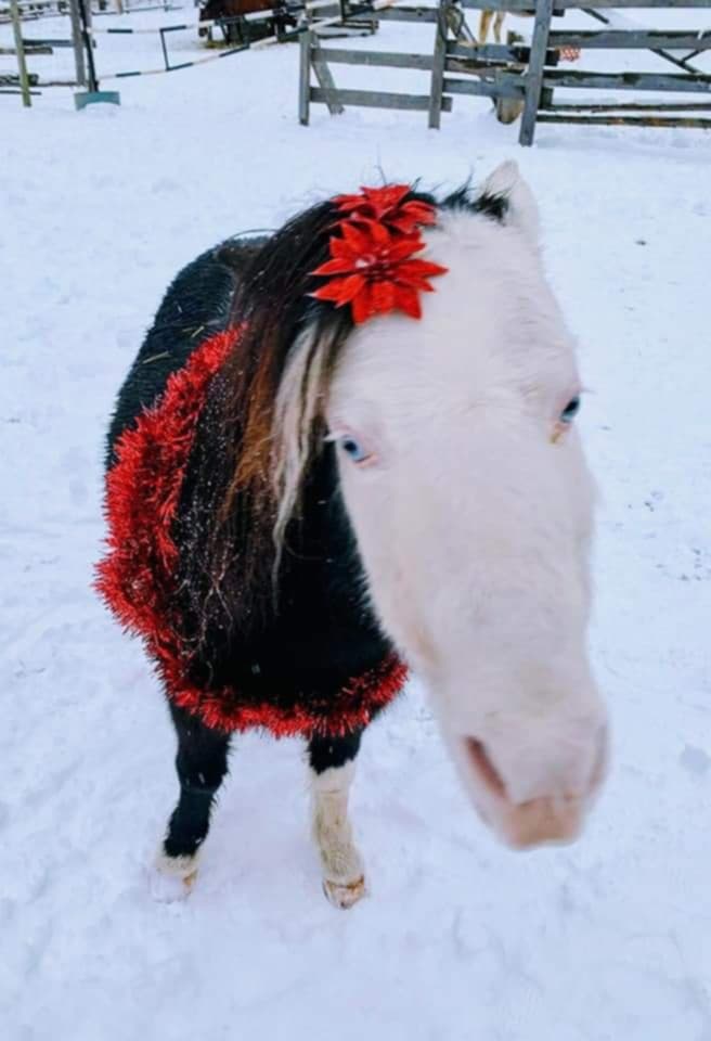 FORGET ME NOT HEALING BARN's image