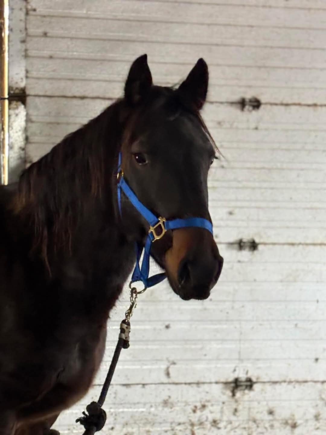FORGET ME NOT HEALING BARN's image