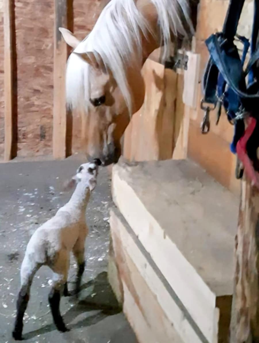 FORGET ME NOT HEALING BARN's image
