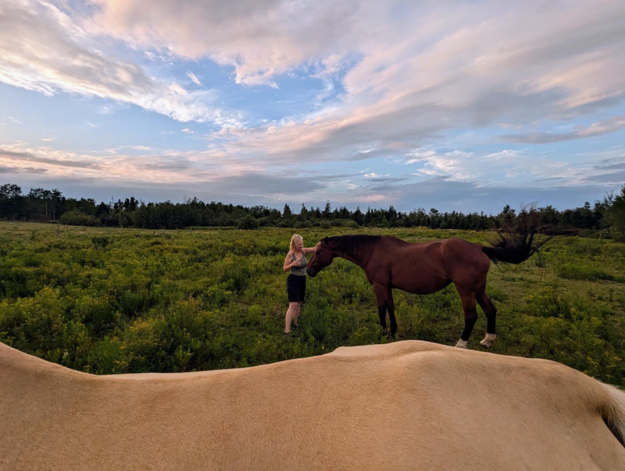 FORGET ME NOT HEALING BARN's image