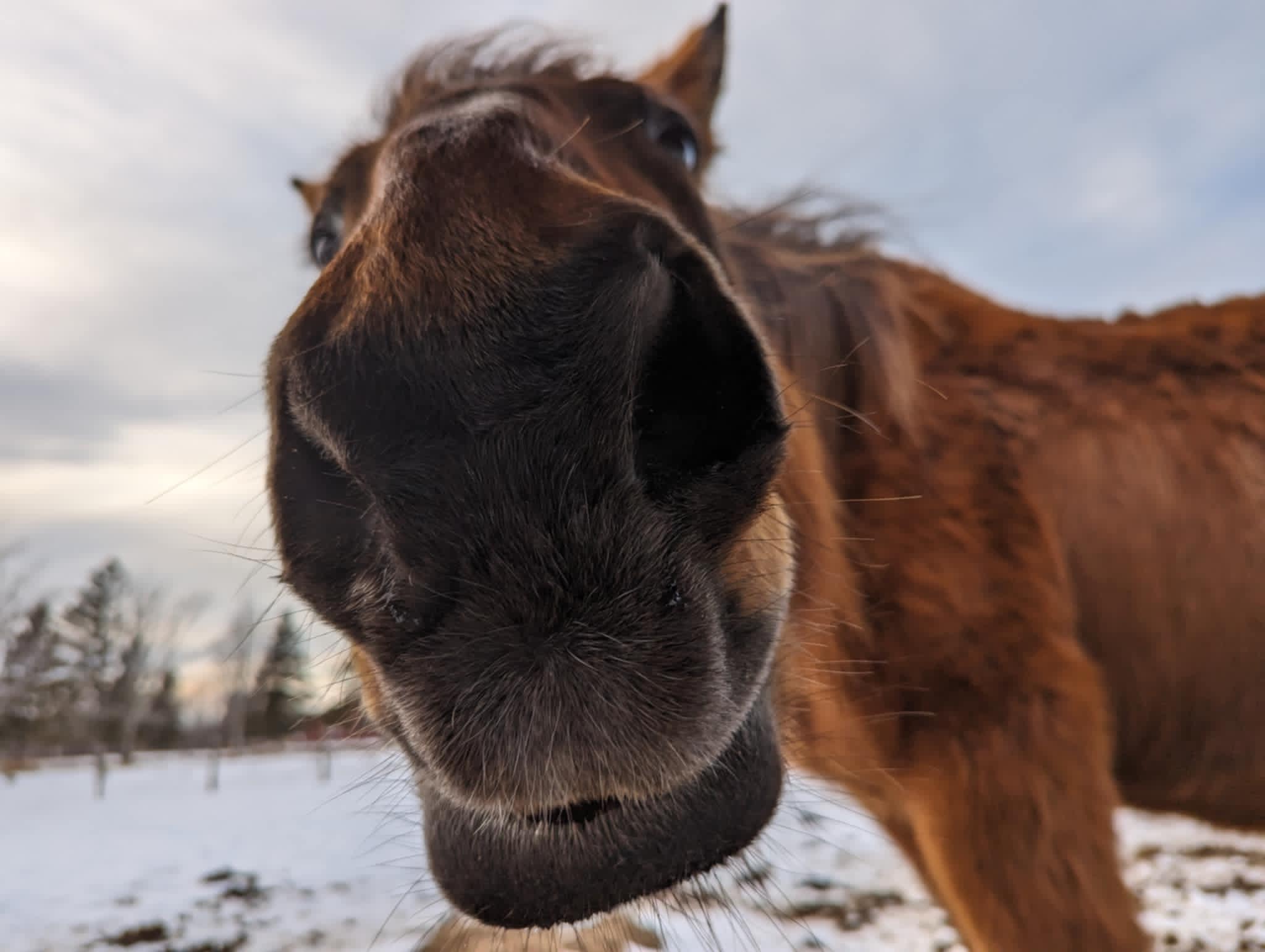 FORGET ME NOT HEALING BARN's image