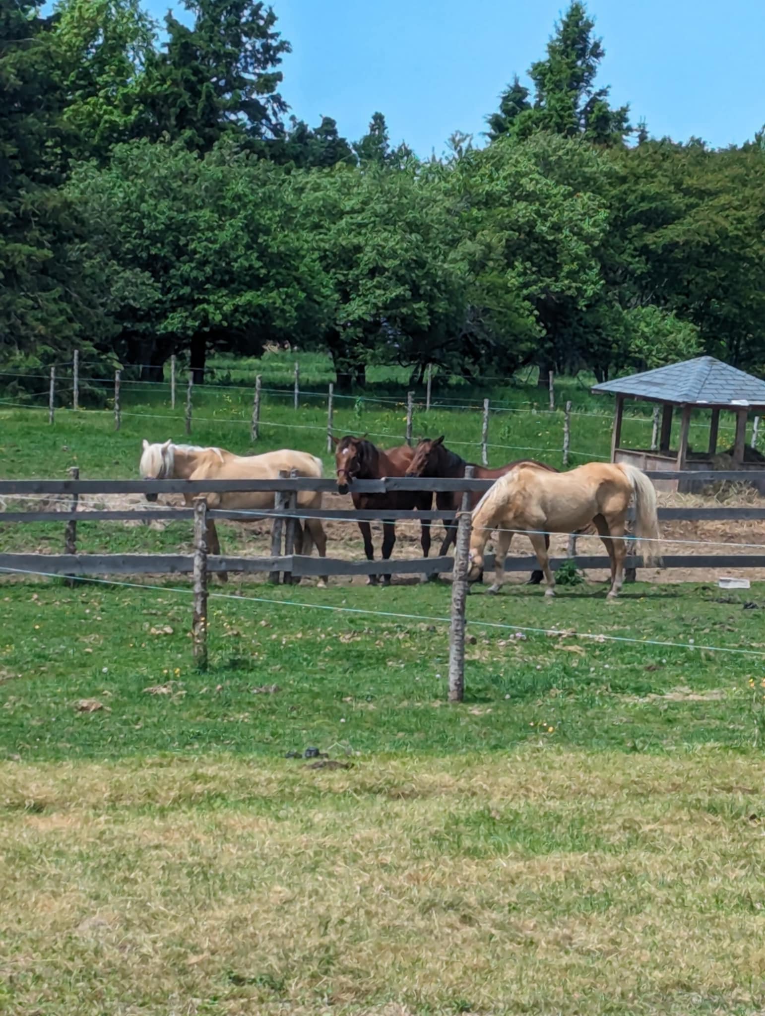 FORGET ME NOT HEALING BARN's image